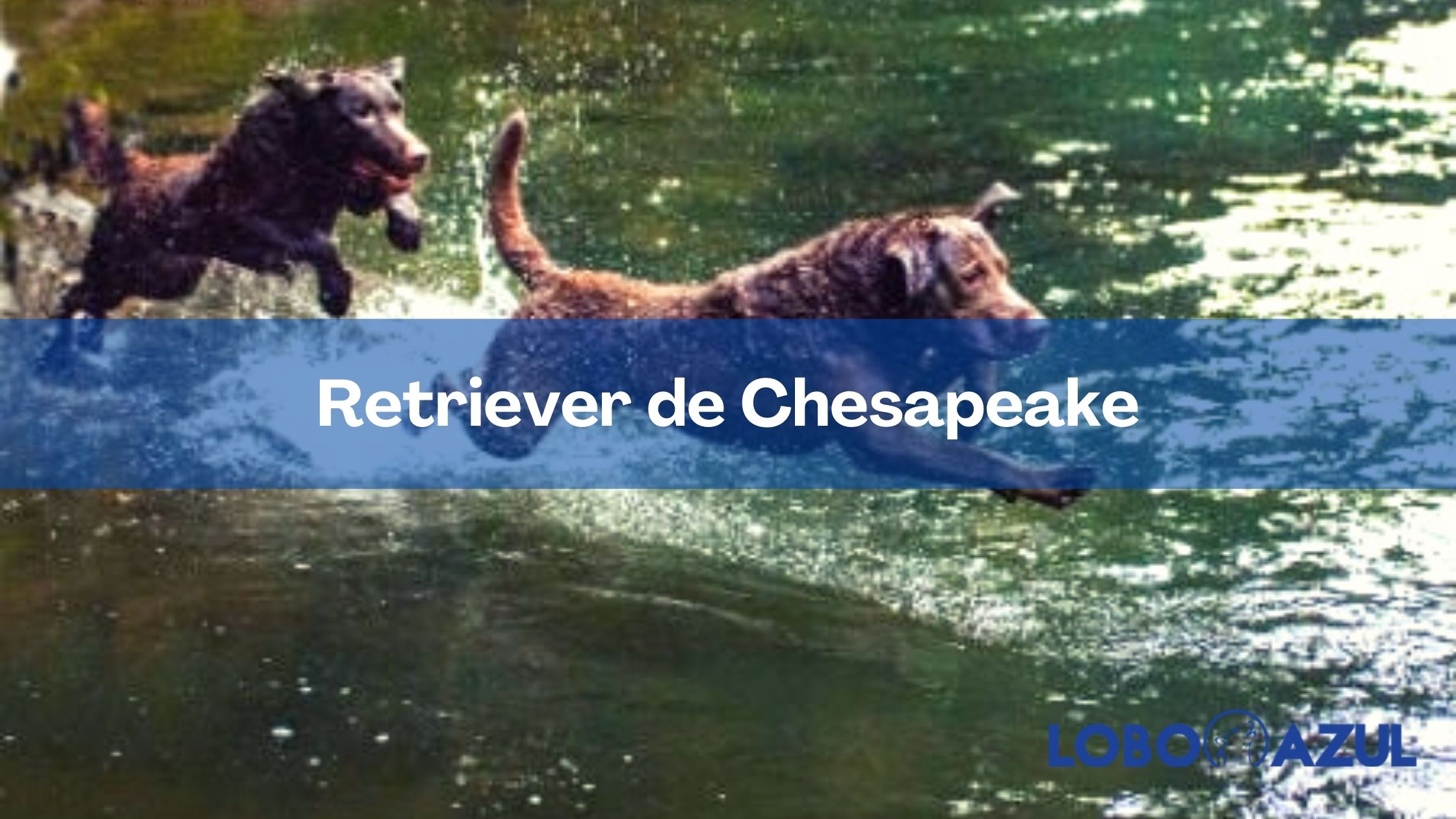 Retriever de Chesapeake - Conoce todas sus características