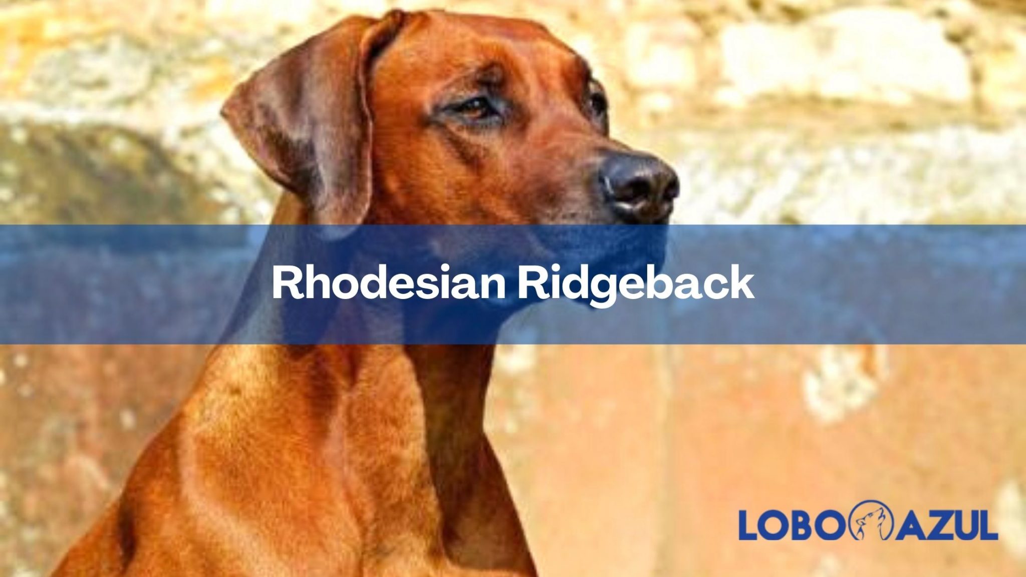 Rhodesian Ridgebak