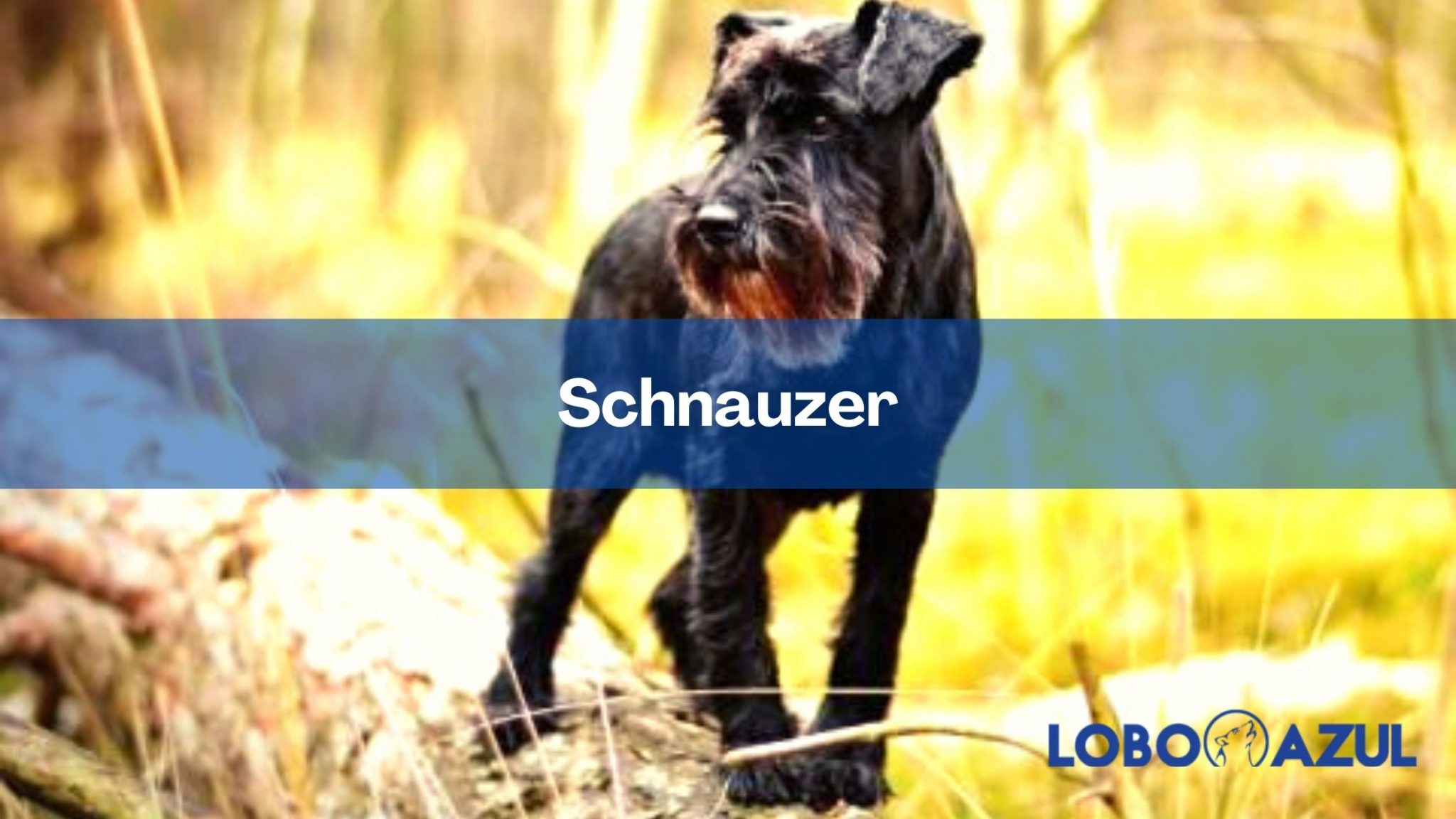 SCHNAUZER | su origen, características y alimentación