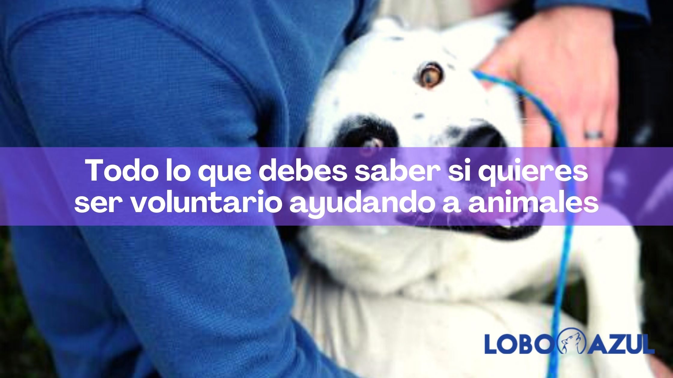 Todo lo que debes saber si quieres ser voluntario ayudando a animales