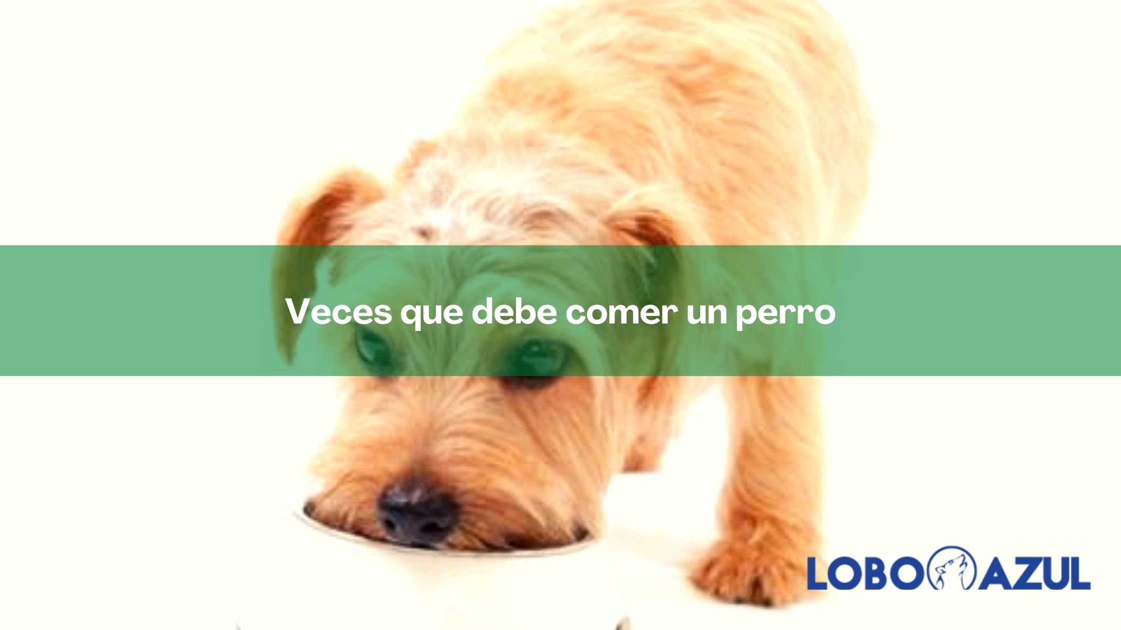 Veces que debe comer un perro