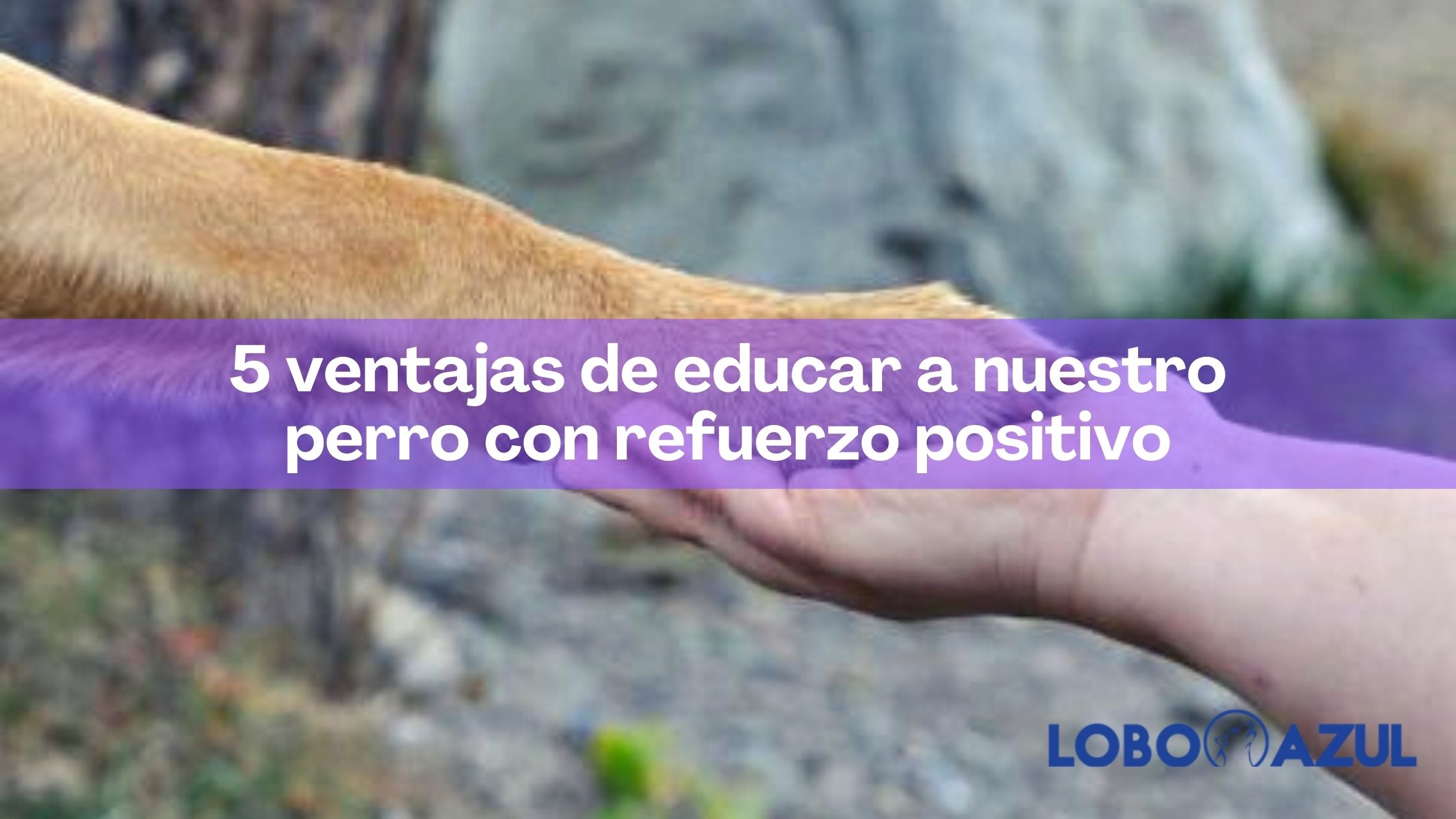 5 ventajas de educar a nuestro perro con refuerzo positivo