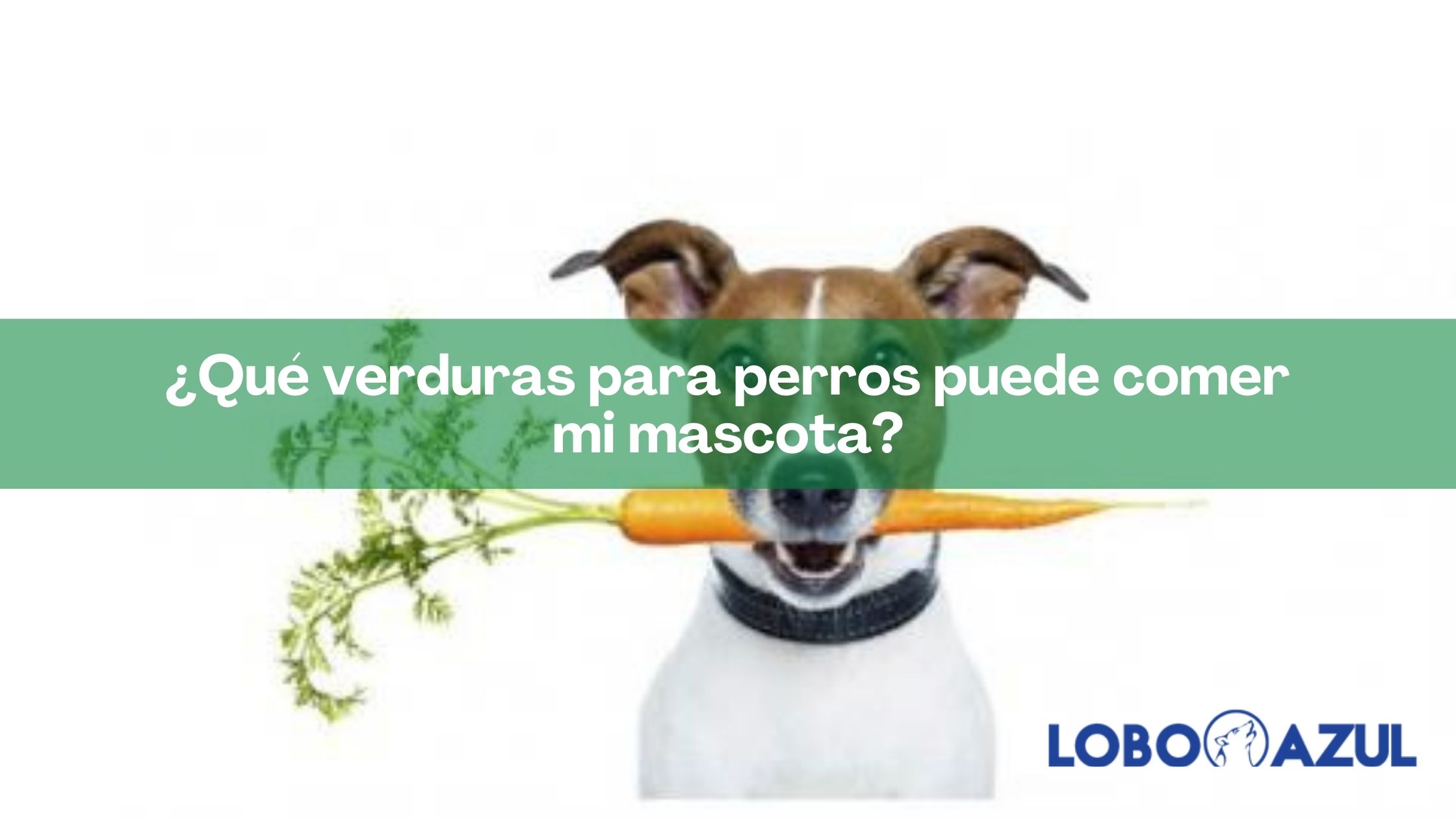 ¿Qué verduras para perros puede comer mi mascota?