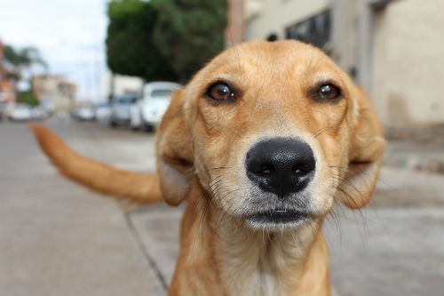 perro abandonado