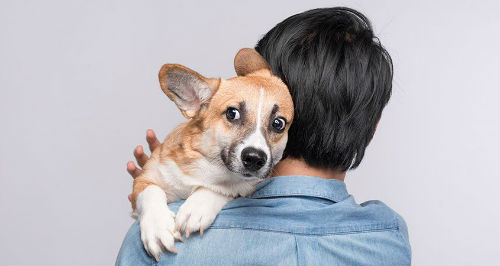 perro con miedo