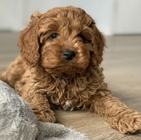 Orígenes del cavapoo o cavoodle