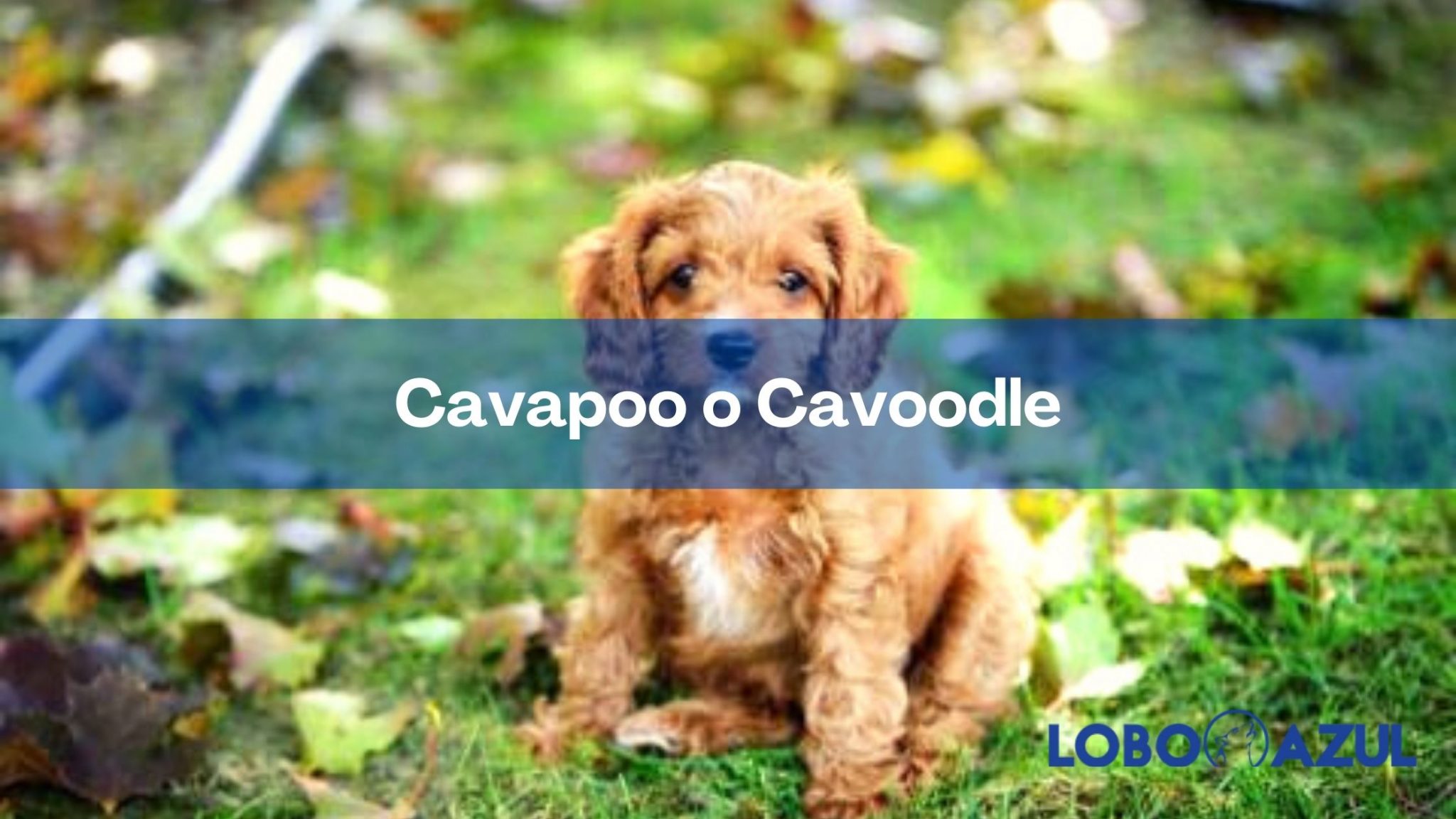 Cavapoo o Cavoodle