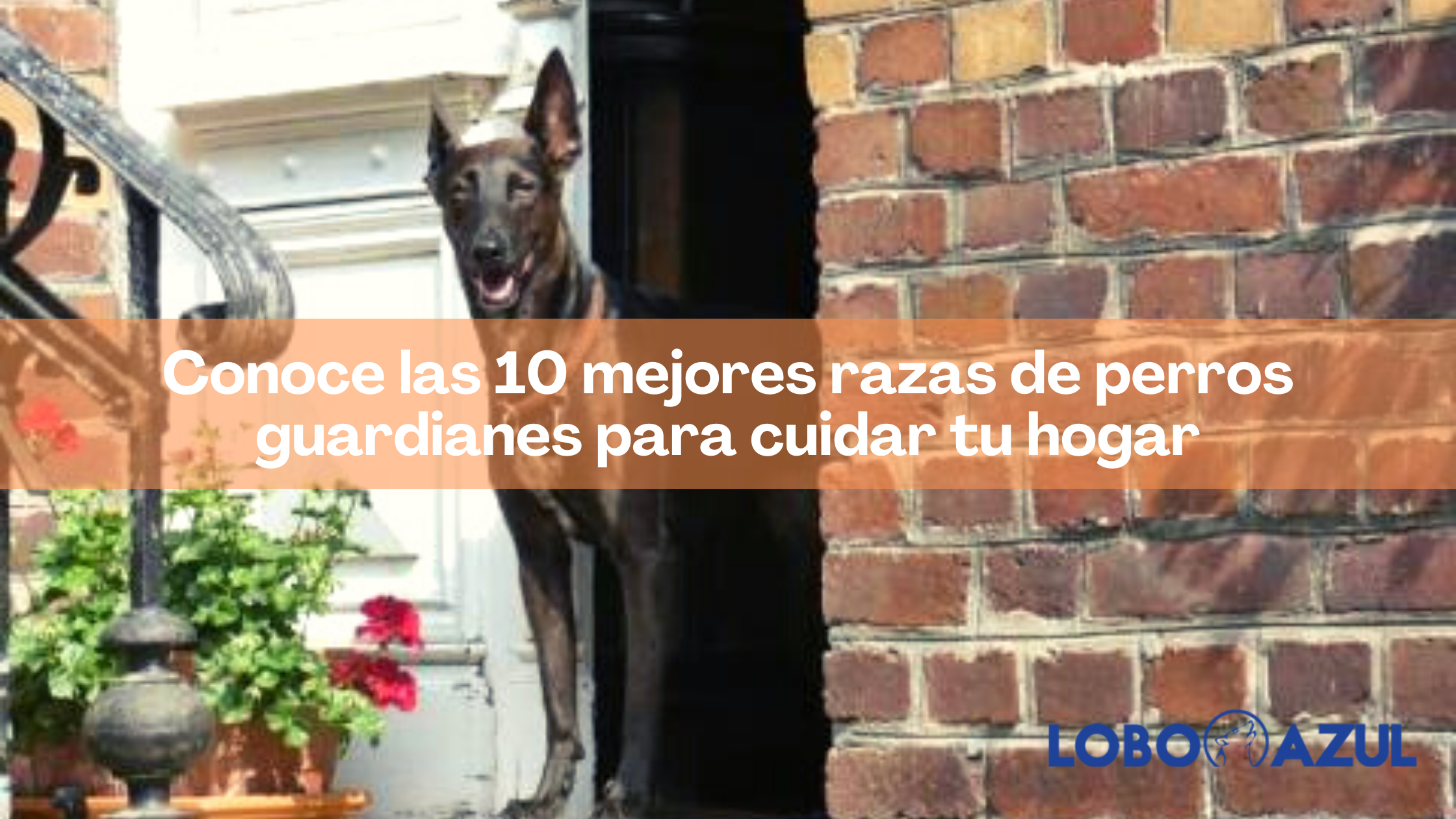 Conoce las 10 mejores razas de perros guardianes para cuidar tu hogar