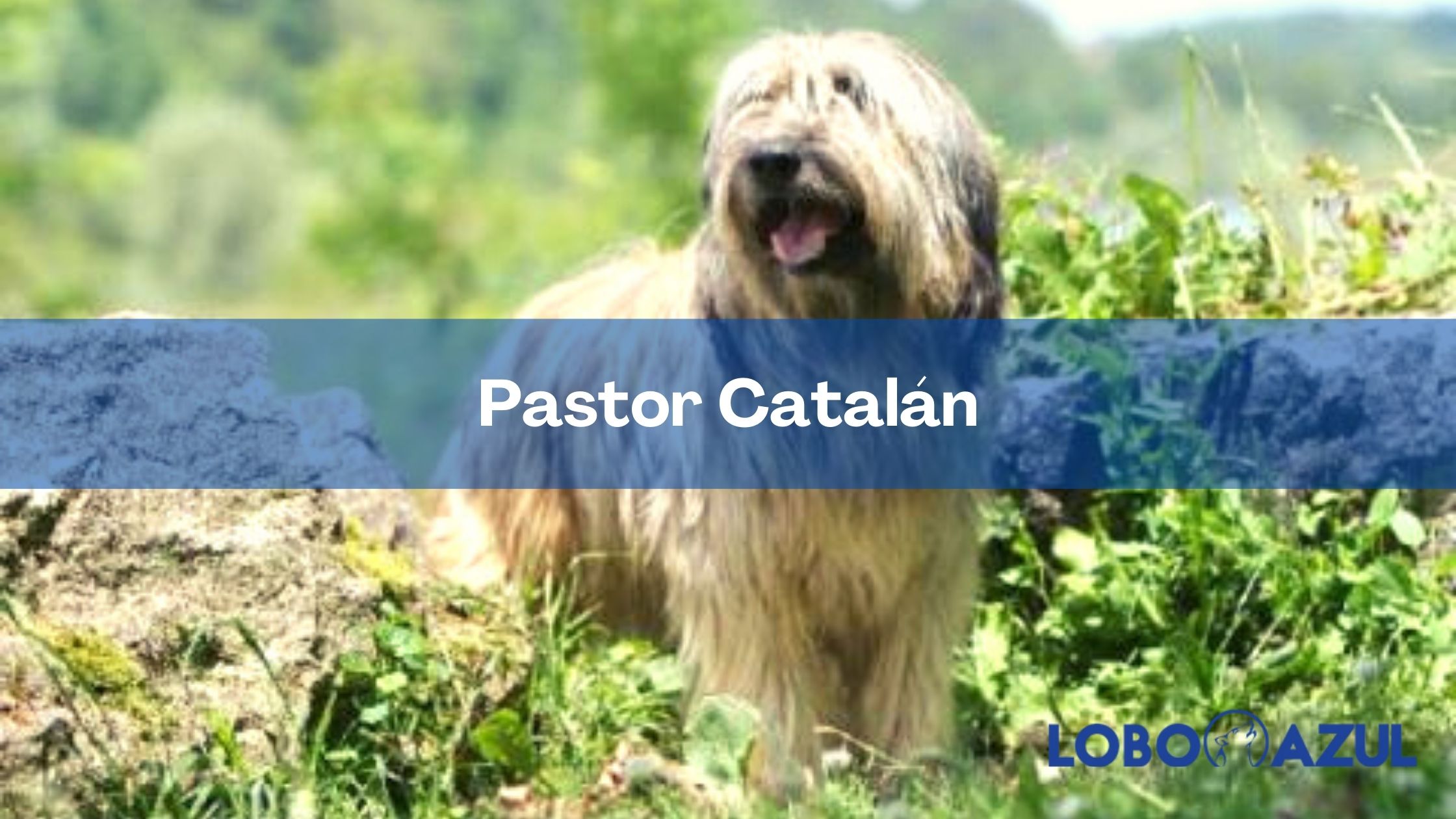 El Pastor Catalán - un excelente compañero de juegos