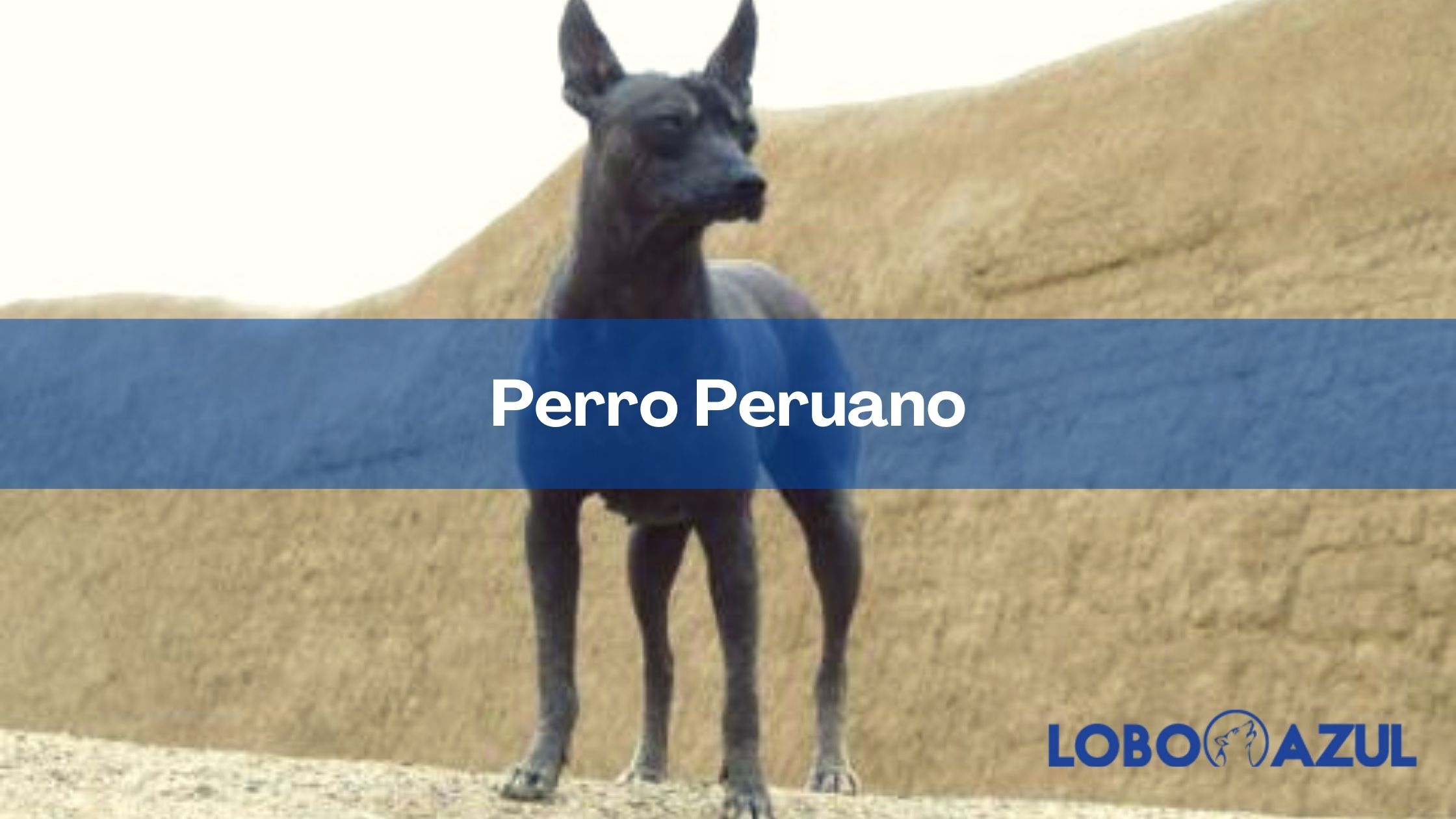 El Perro Peruano - Un curioso y exótico compañero