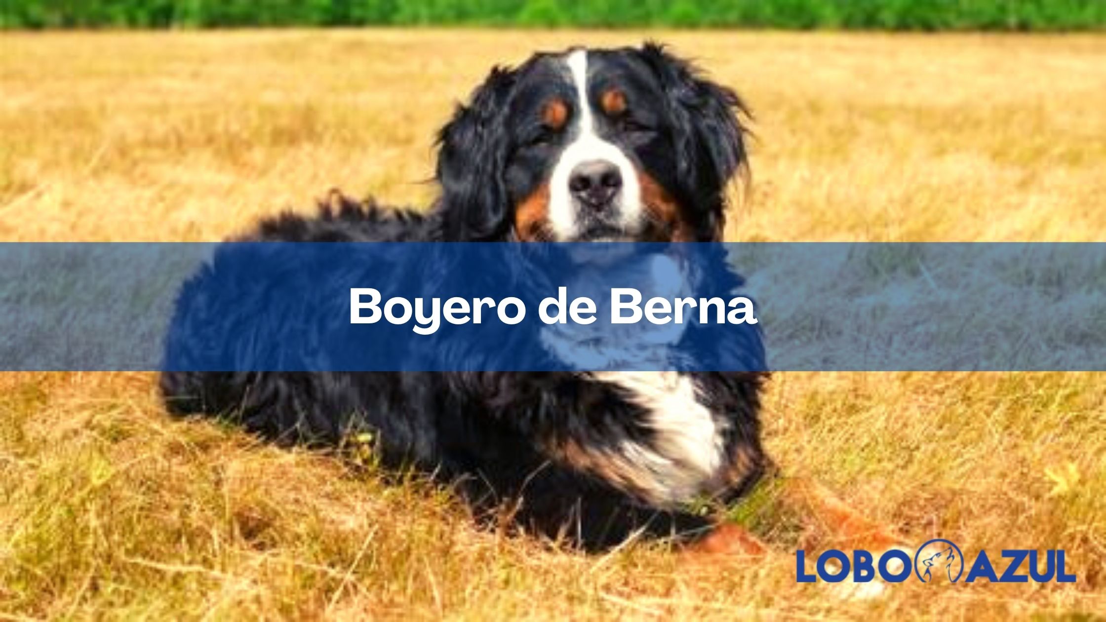 Boyero de Berna - conoce todo sobre esta raza