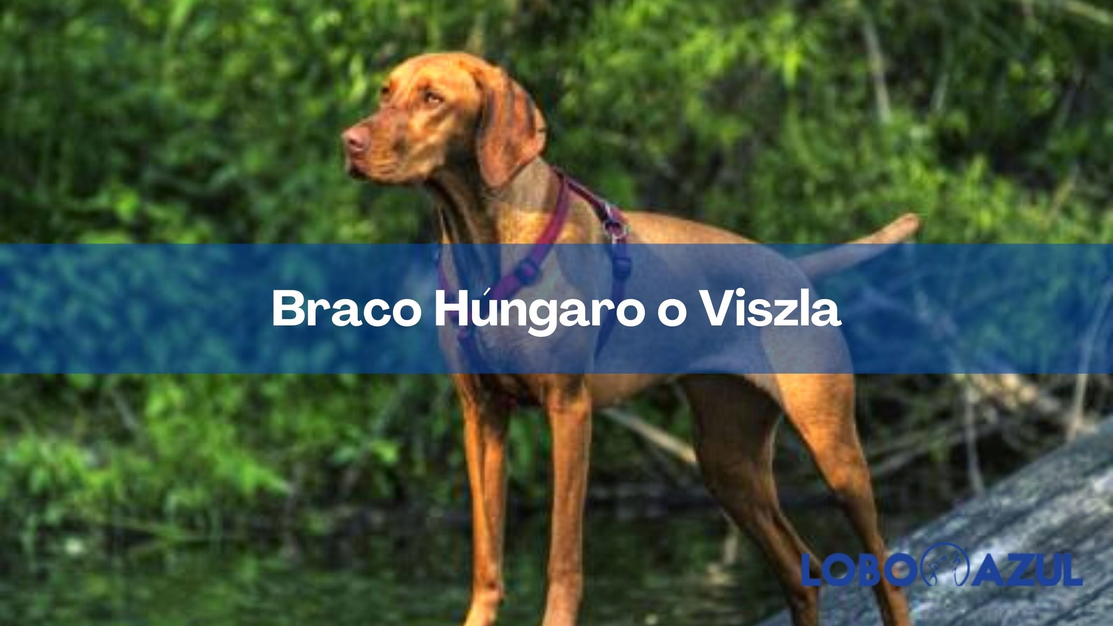 Vizsla o Braco Húngaro Conoce las características más resaltantes de esta enérgica raza