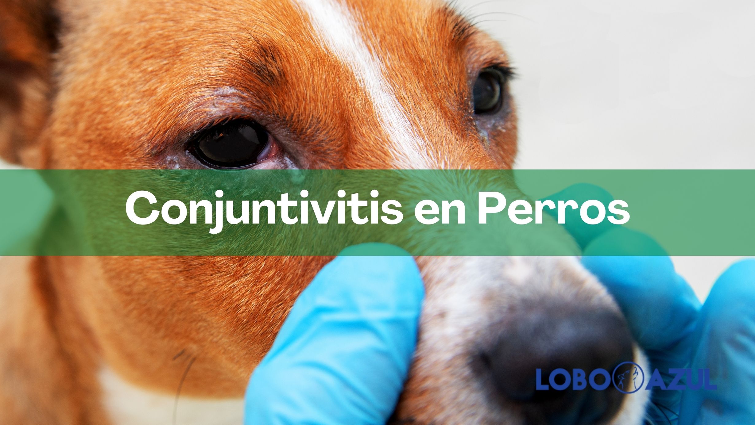 Conjuntivitis en perros – Causas, síntomas y tratamiento