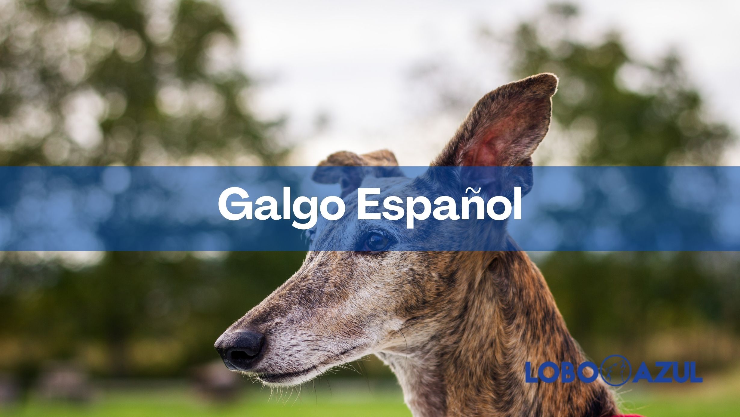 Galgo Español – Historia. Característica, cuidados y curiosidades