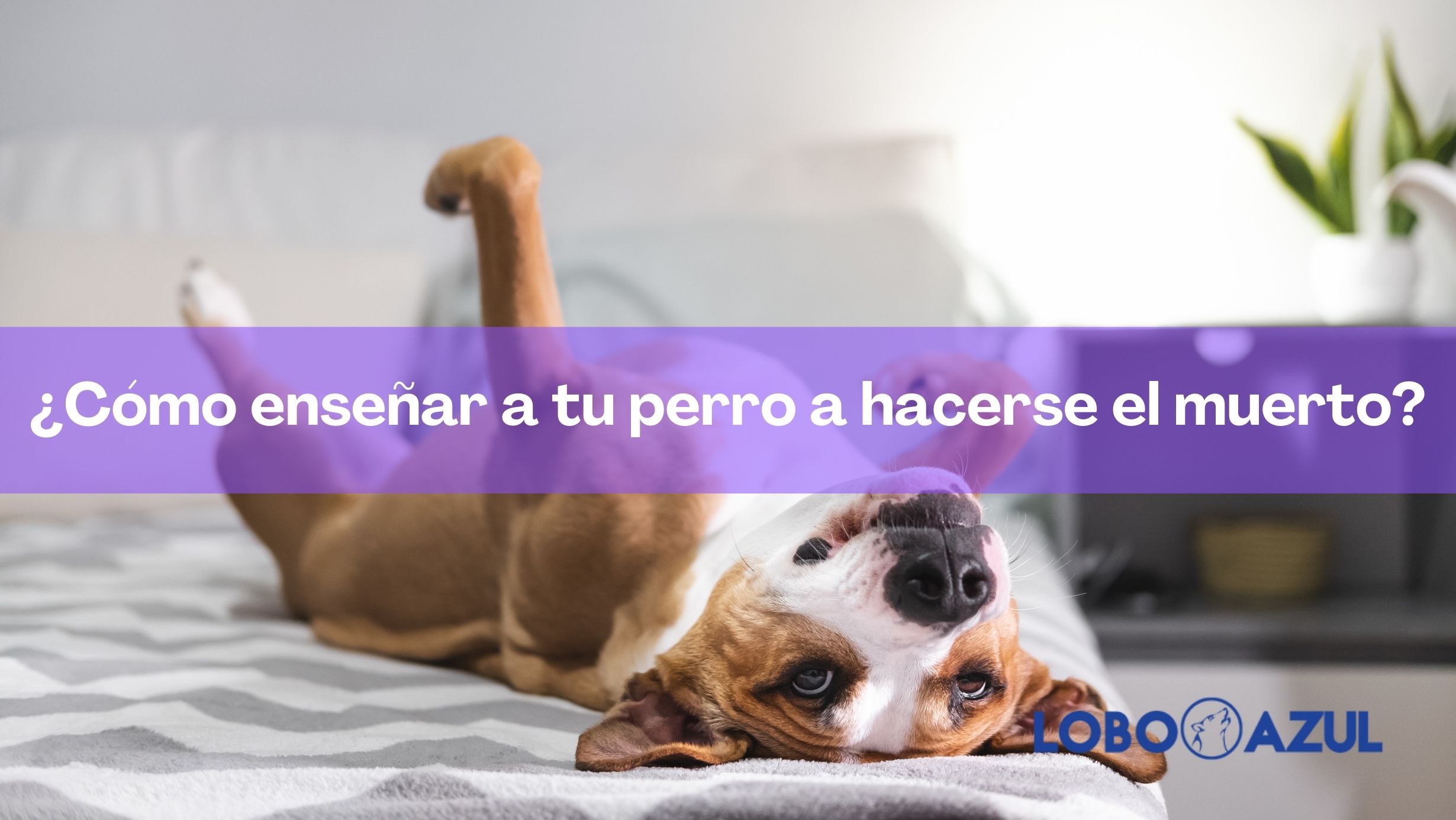 ¿Cómo enseñar a tu perro a hacerse el muerto?