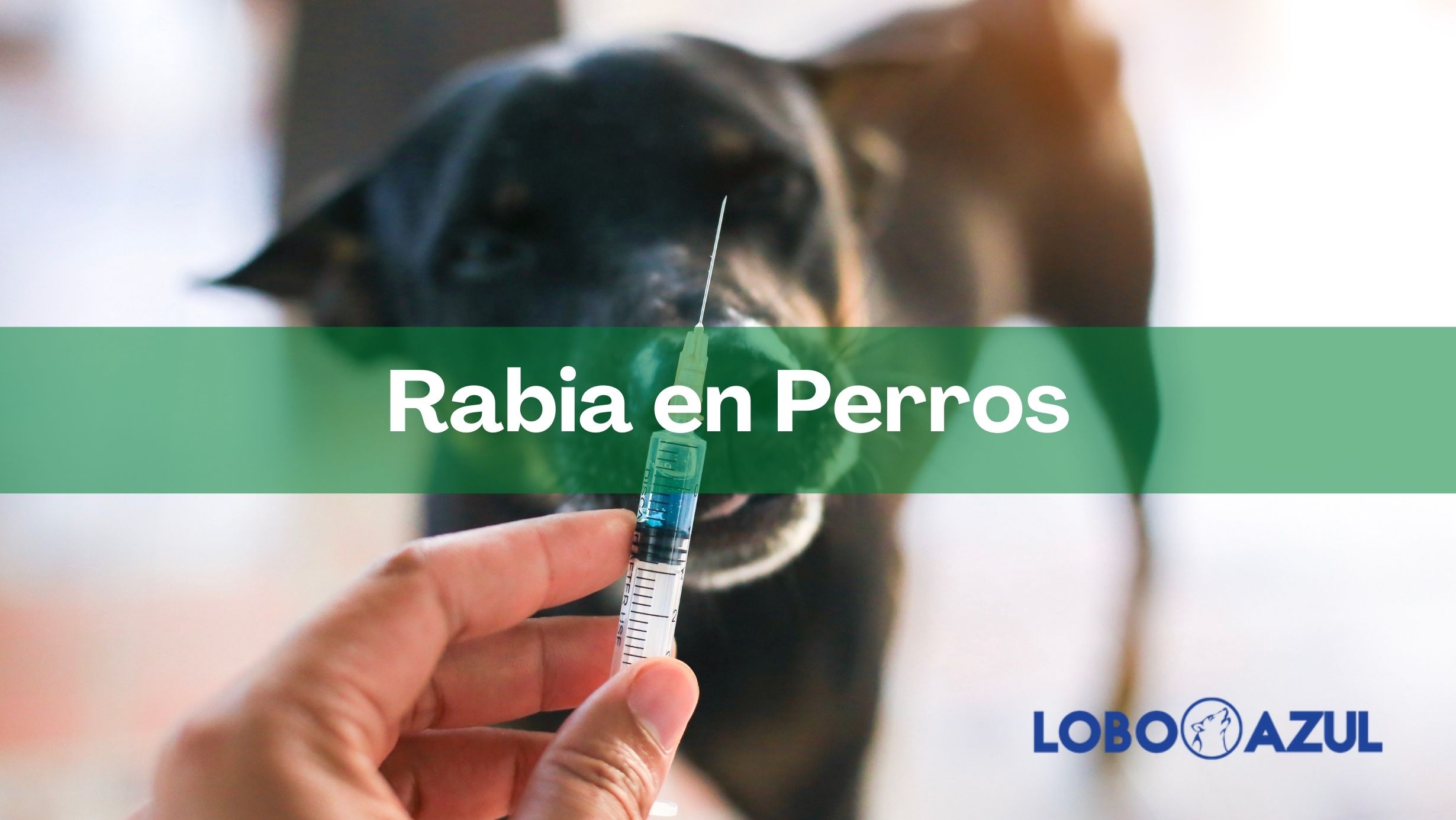 Rabia en Perros – Descubre qué es, que síntomas tiene y su tratamiento