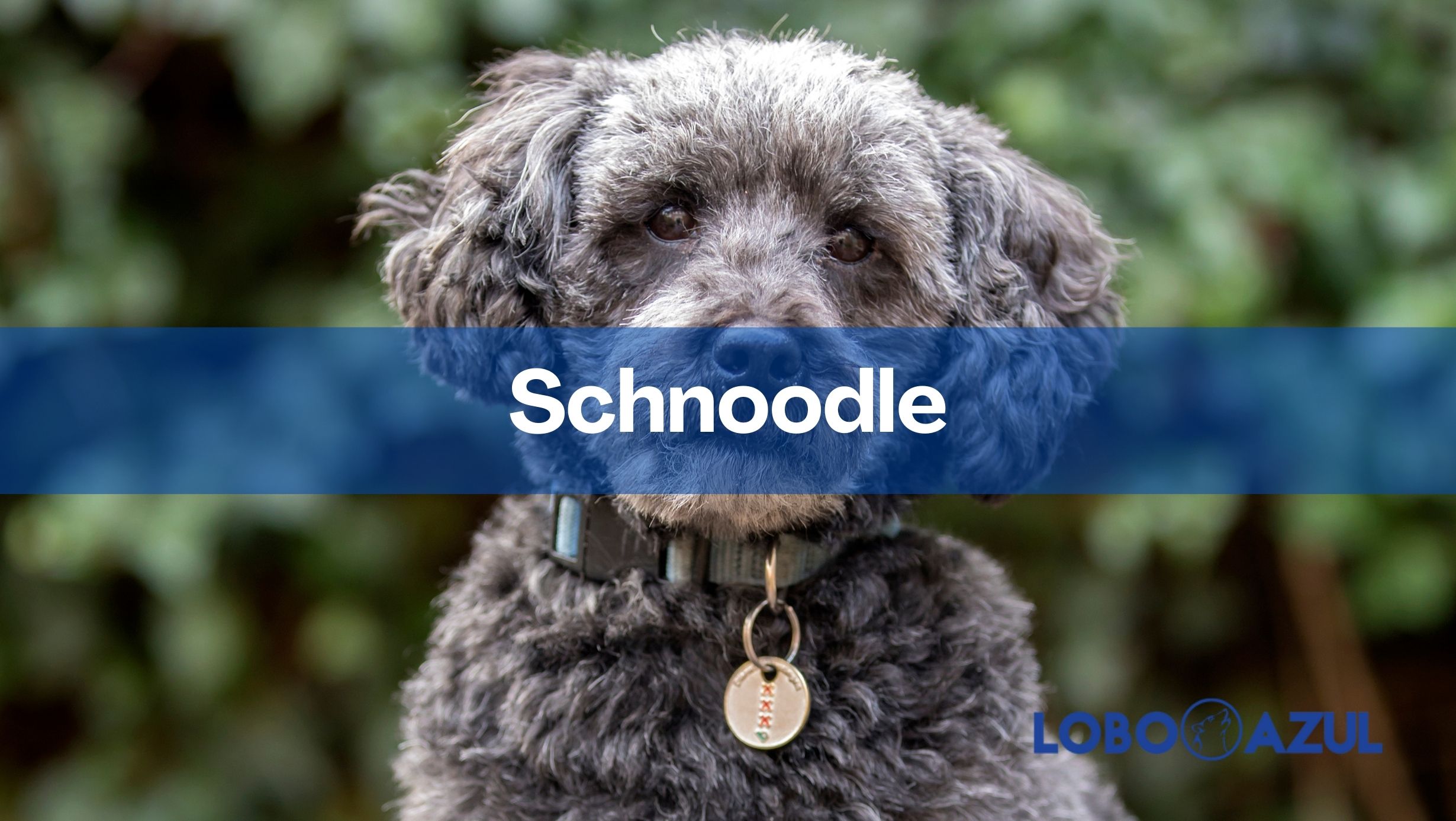 Schnoodle – Toda la información sobre esta raza