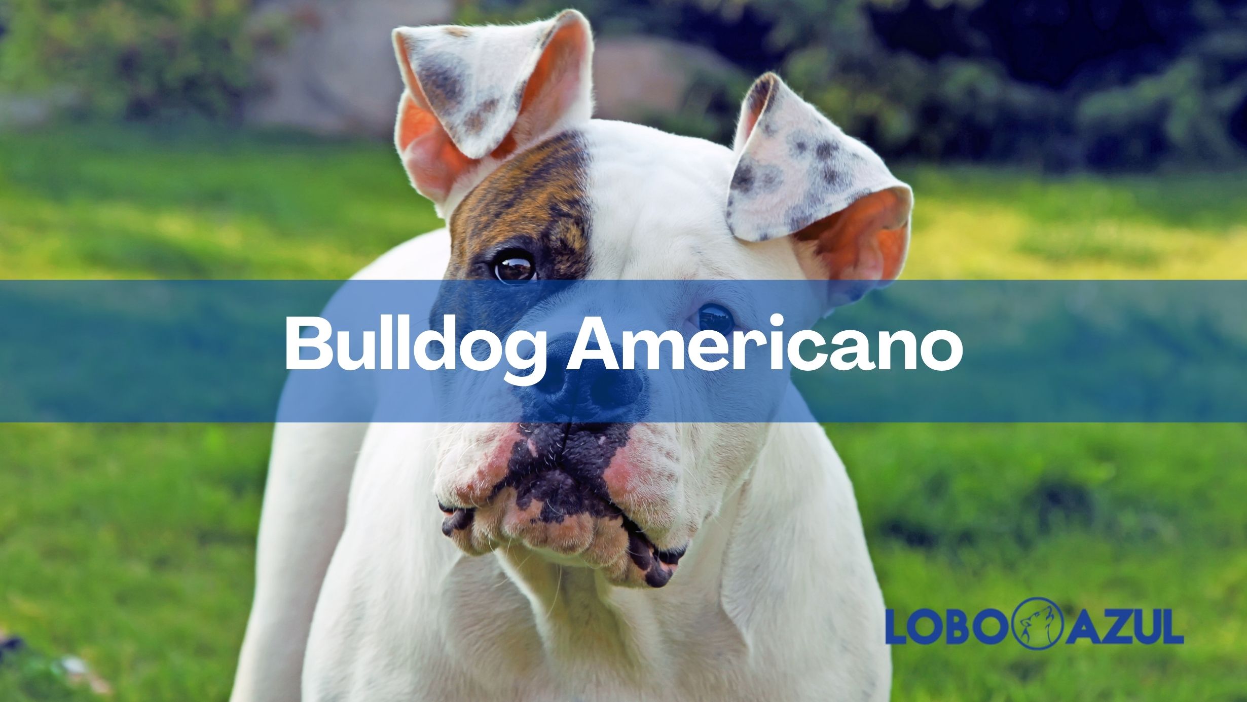 Bulldog Americano – Origen y características