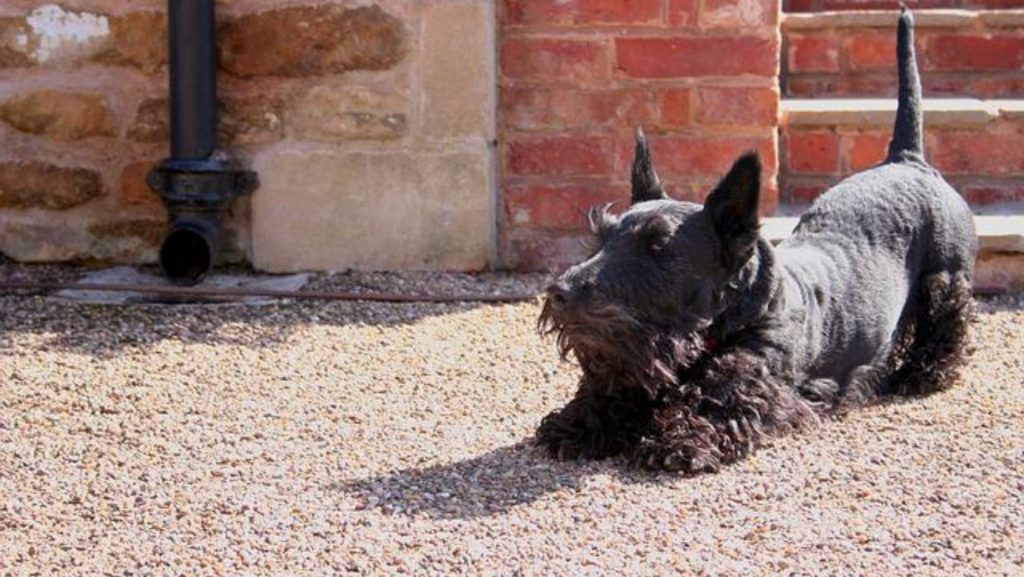 Origen del Scottish terrier o Terrier escocés
