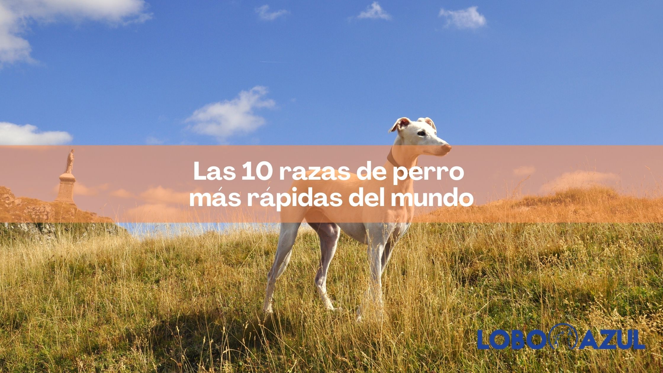 Las 10 razas de perro más rápidas del mundo