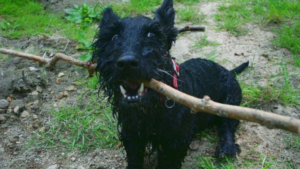 Salud del Scottish terrier