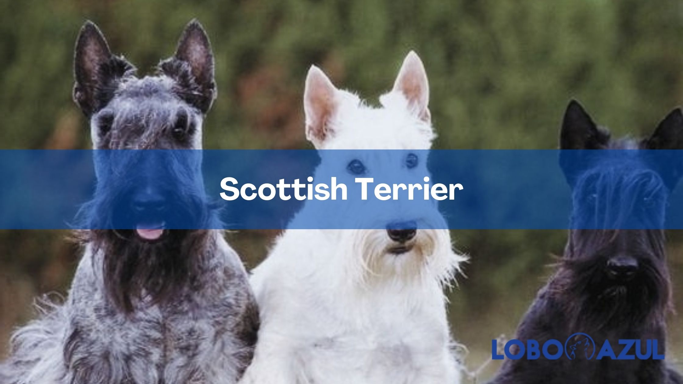 Terrier escocés (Scottish terrier) – Toda la información sobre esta pequeña y valiente raza