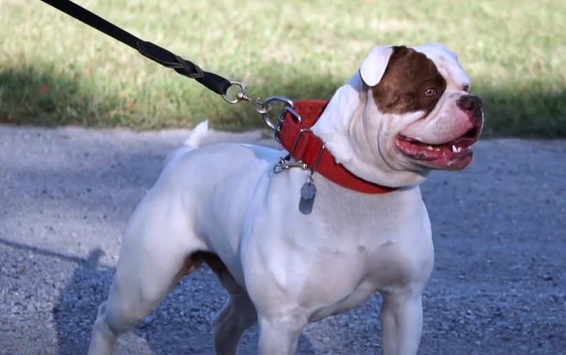 Cuidados american bulldog