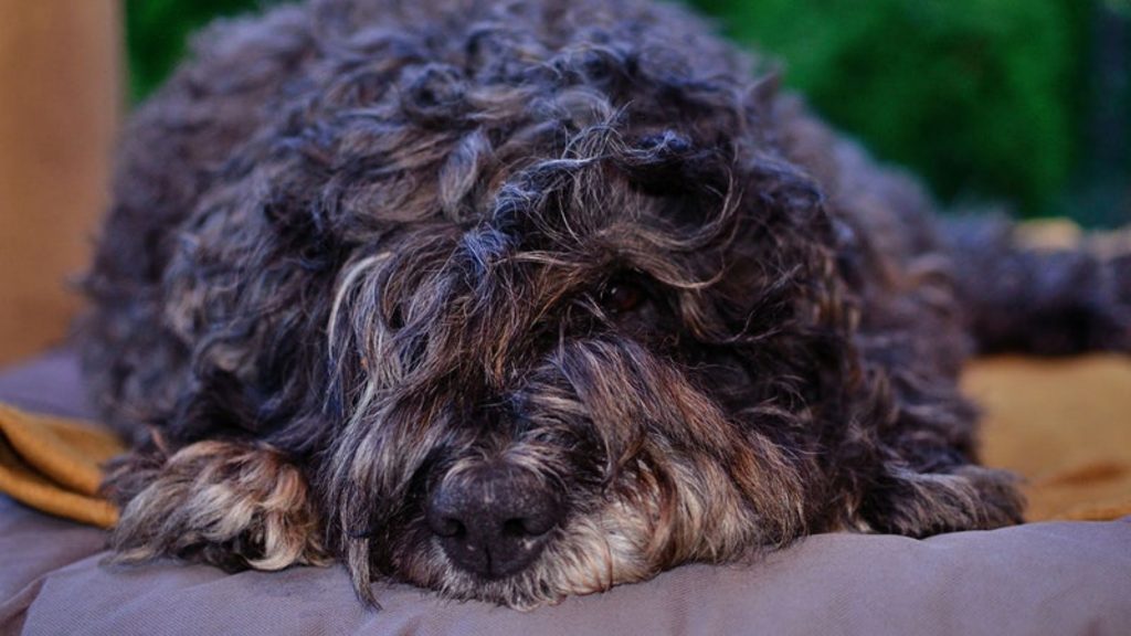 Caracter del Schnoodle