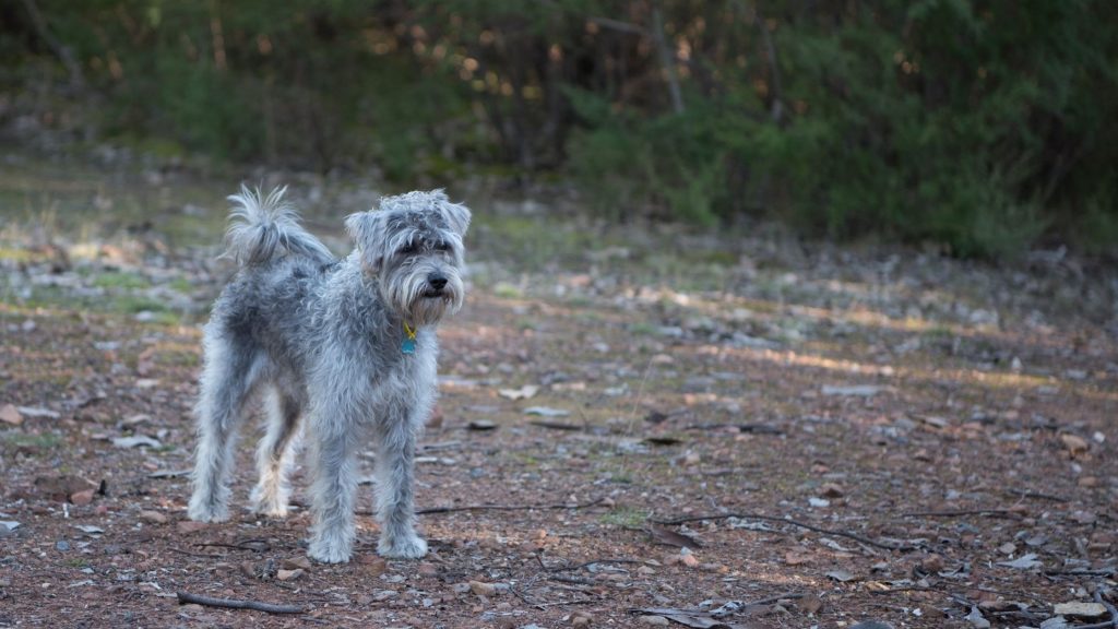 Cuidados del Schnoodle