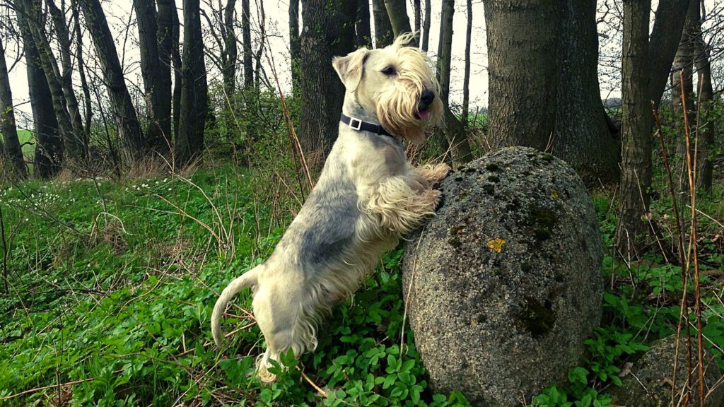 Salud Cesky Terrier