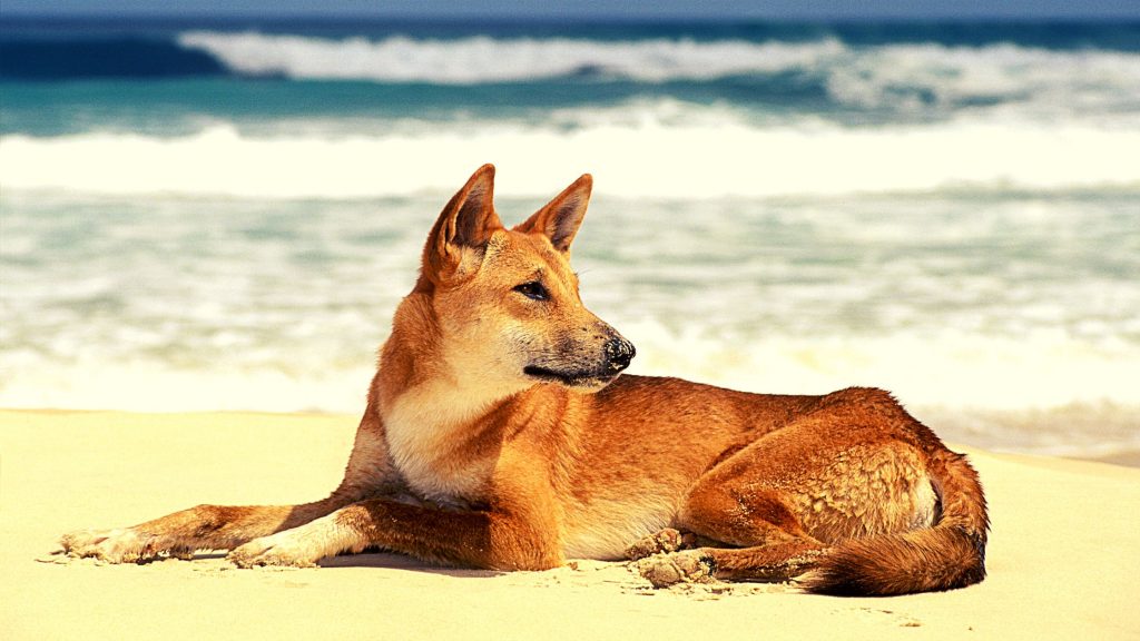 Alimentación del Dingo o Canis lupus