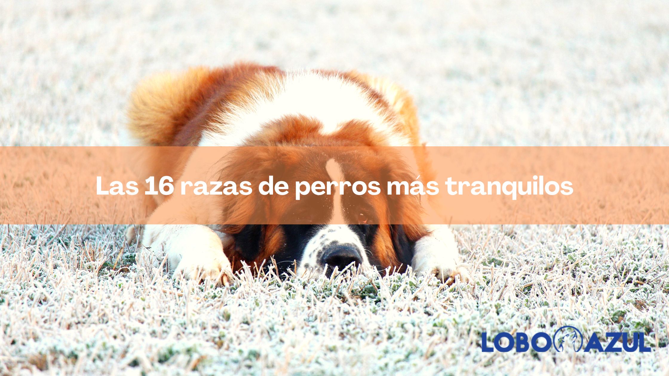 Las 16 razas de perros más tranquilos