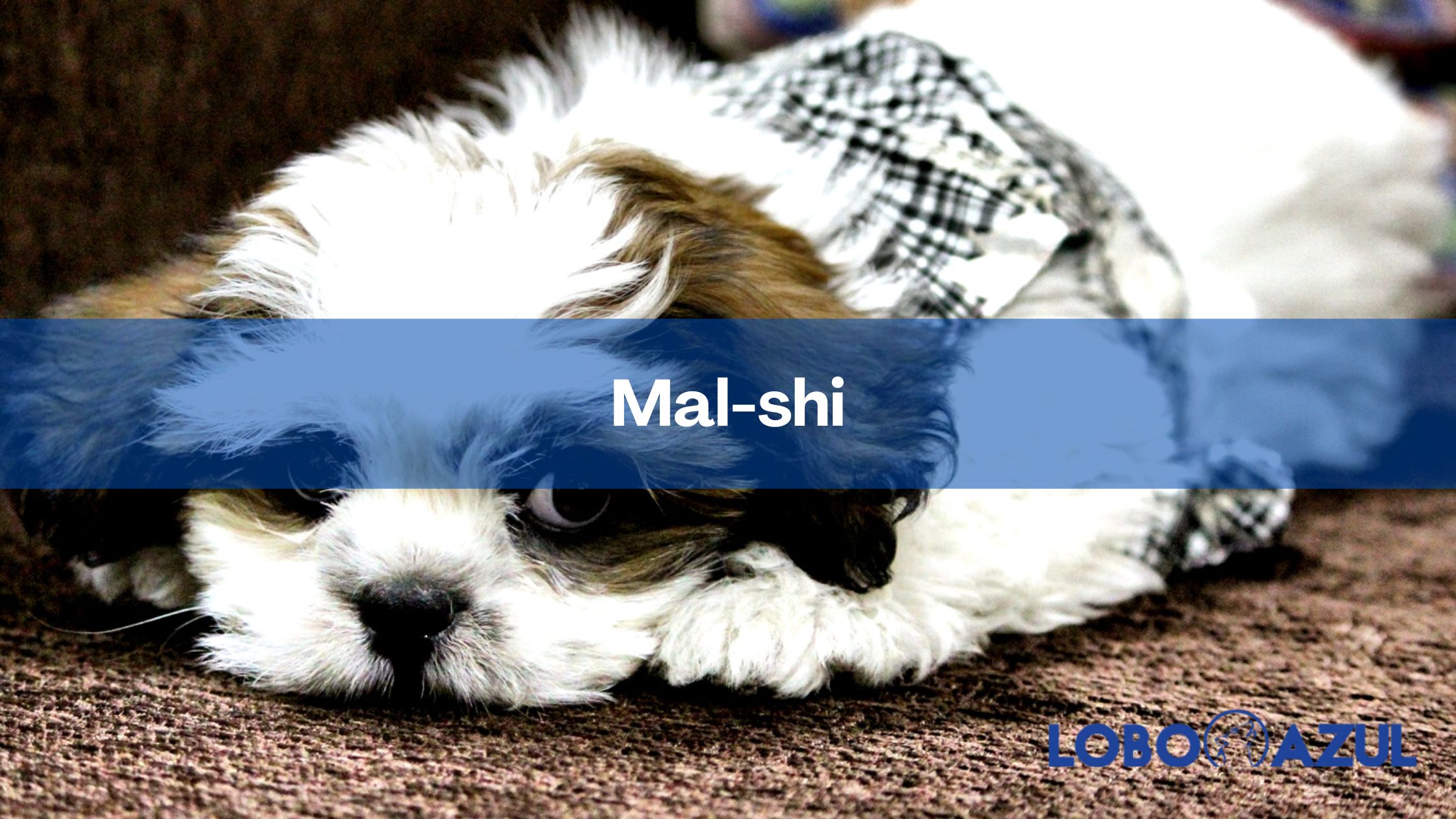 Mal-shi