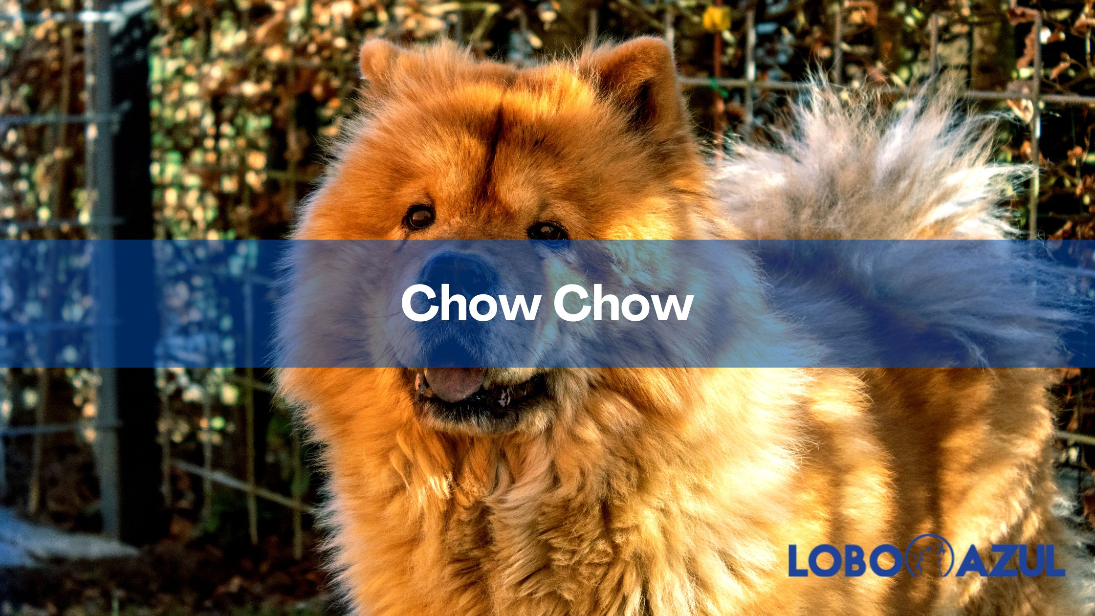 Chow Chow