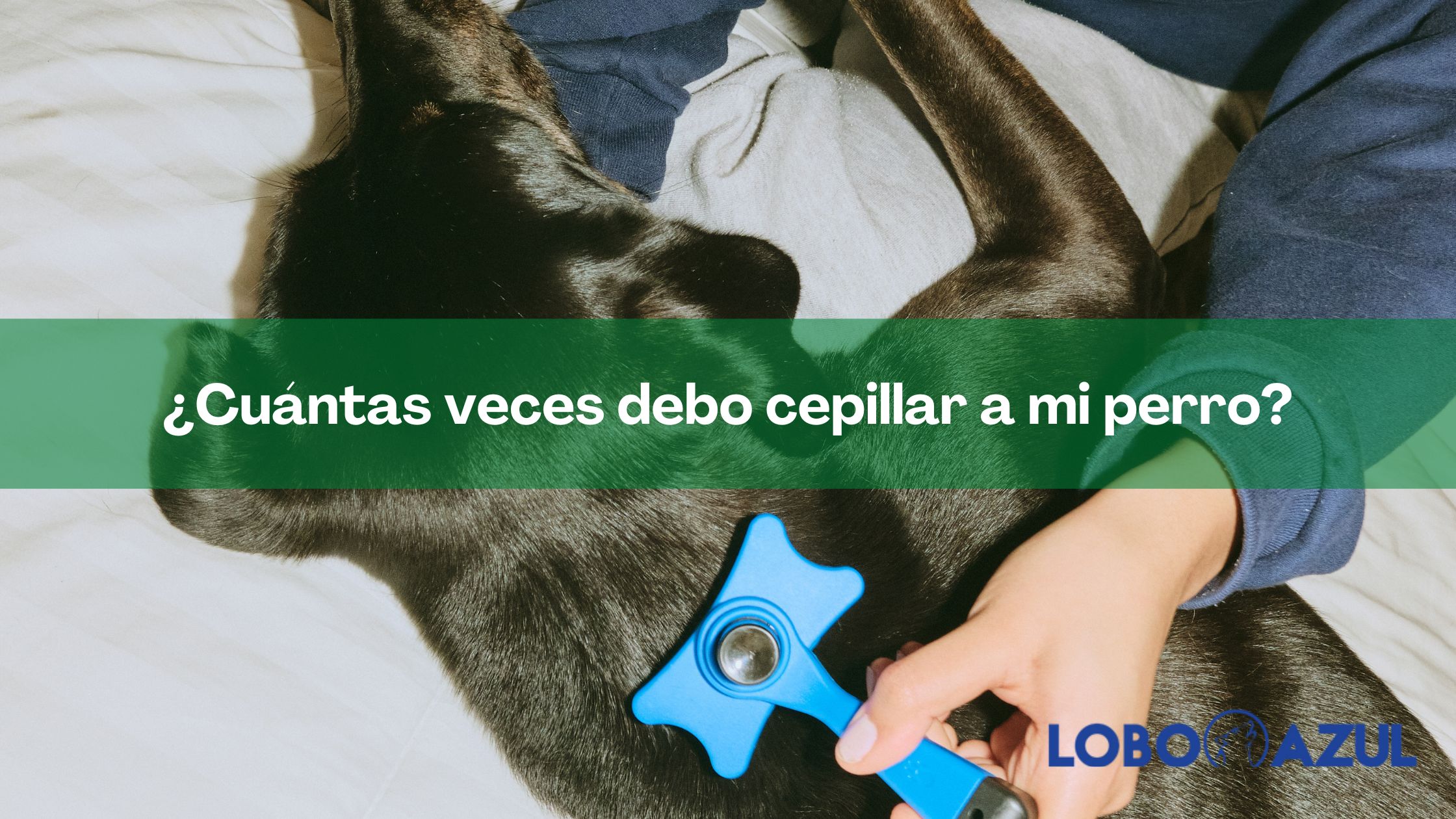 ¿Cuántas veces debo cepillar a mi perro?