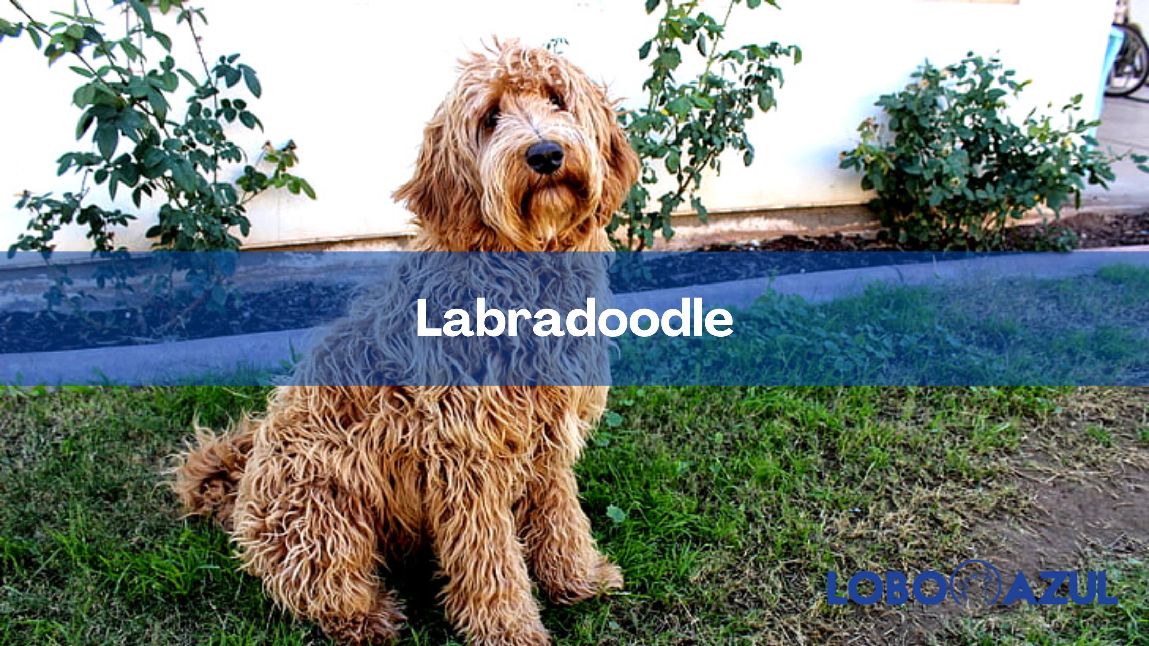 Labradoodle