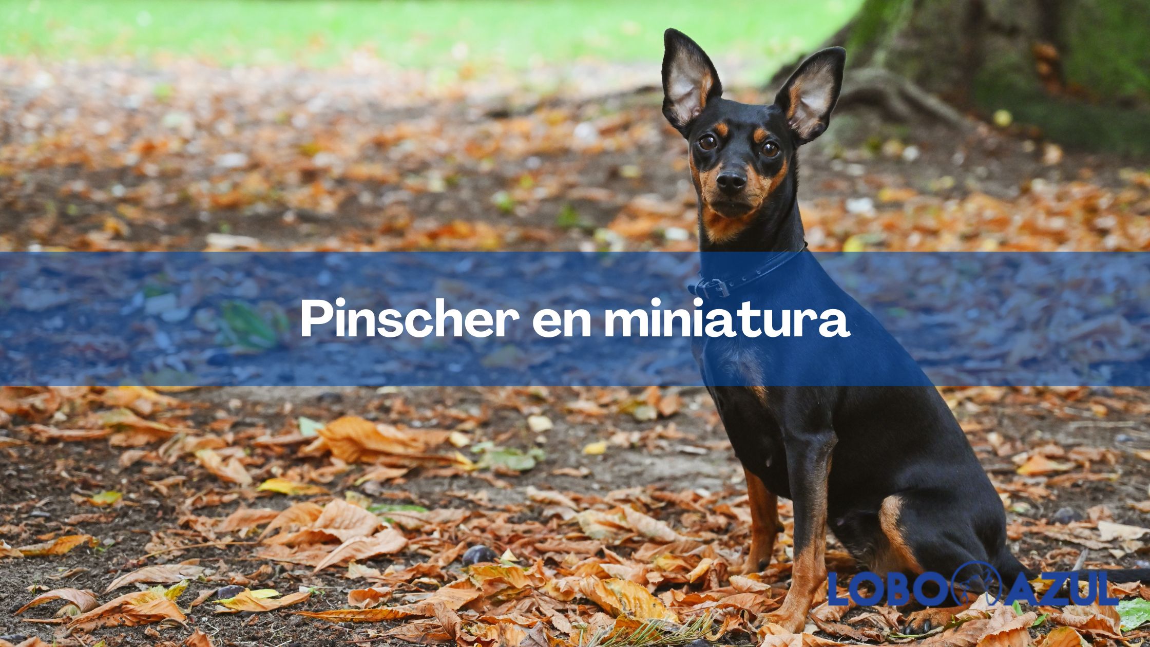 Pinscher en miniatura