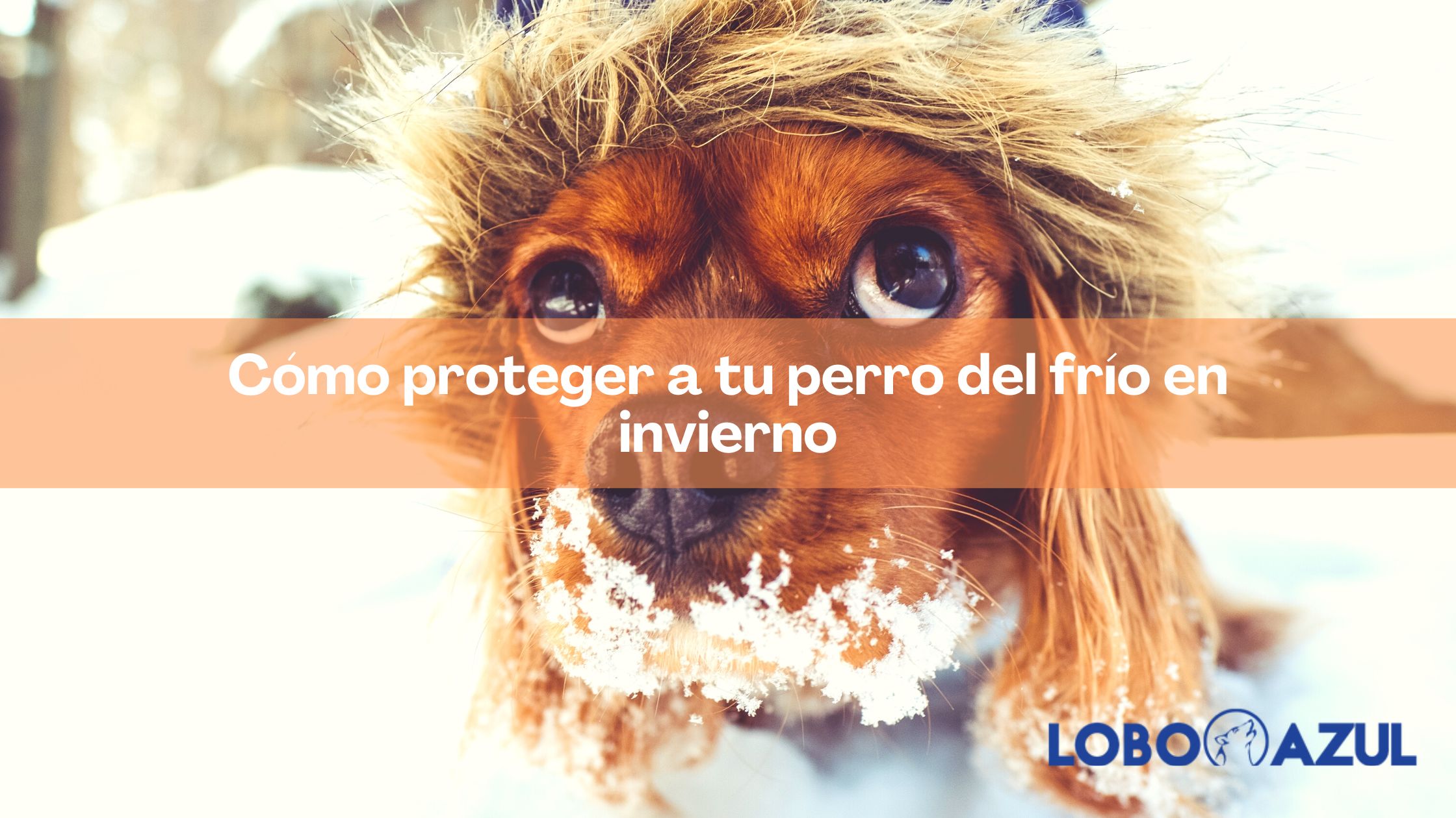 Proteger a tu perro del frio