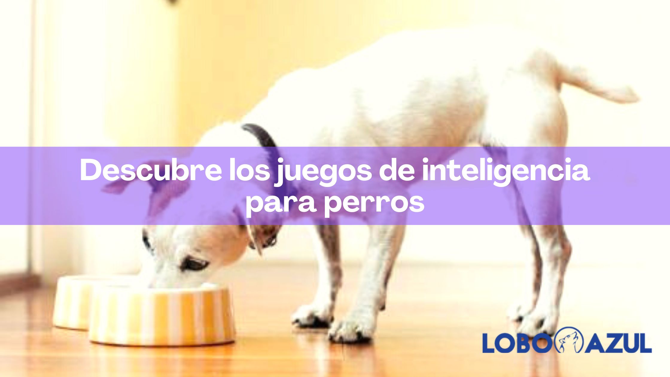 Juegos de inteligencia para perros