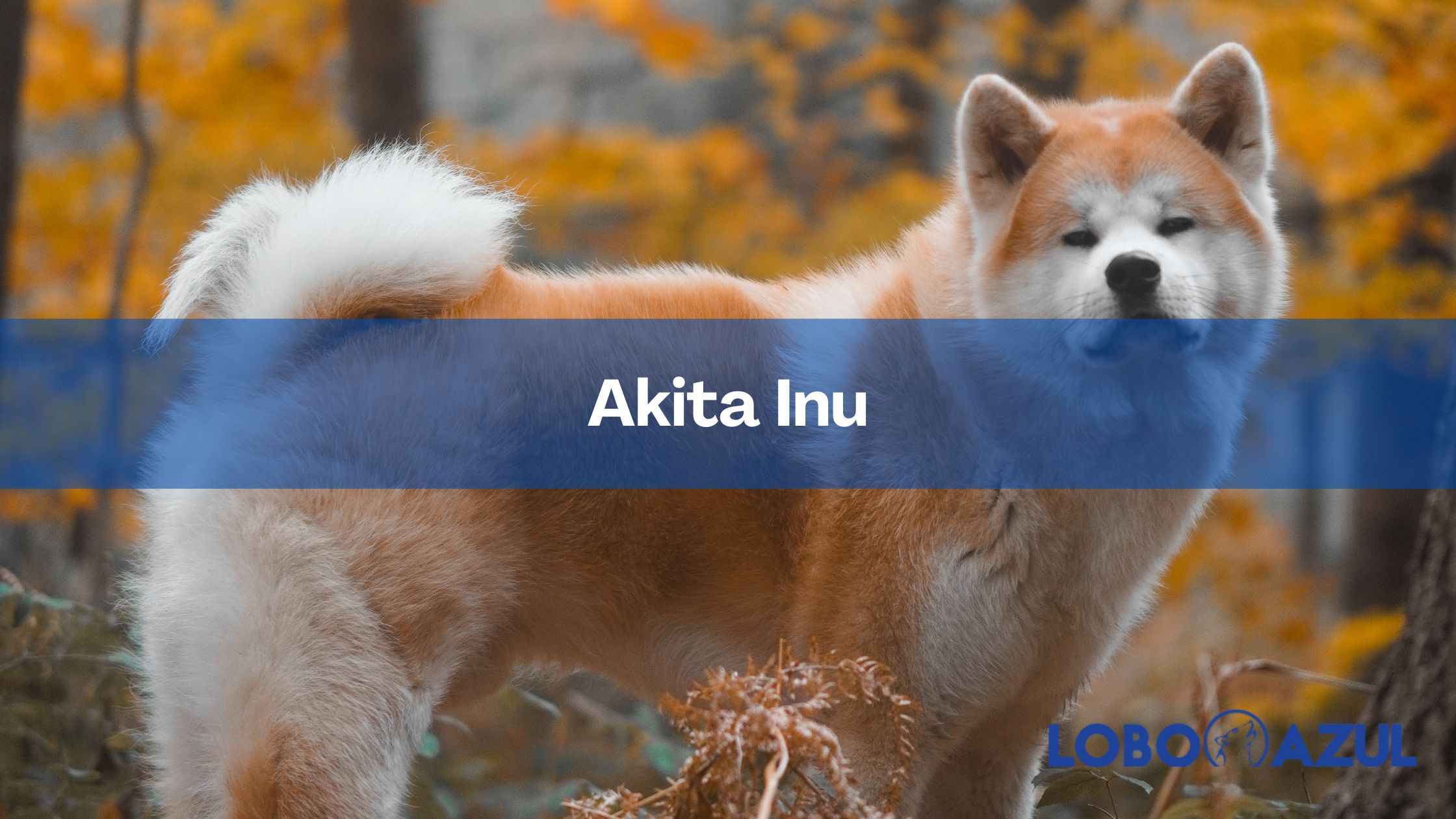 akita inu