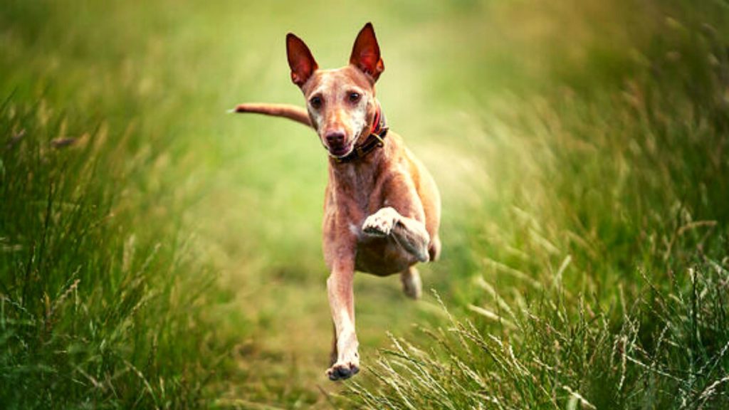 Características del podenco andaluz