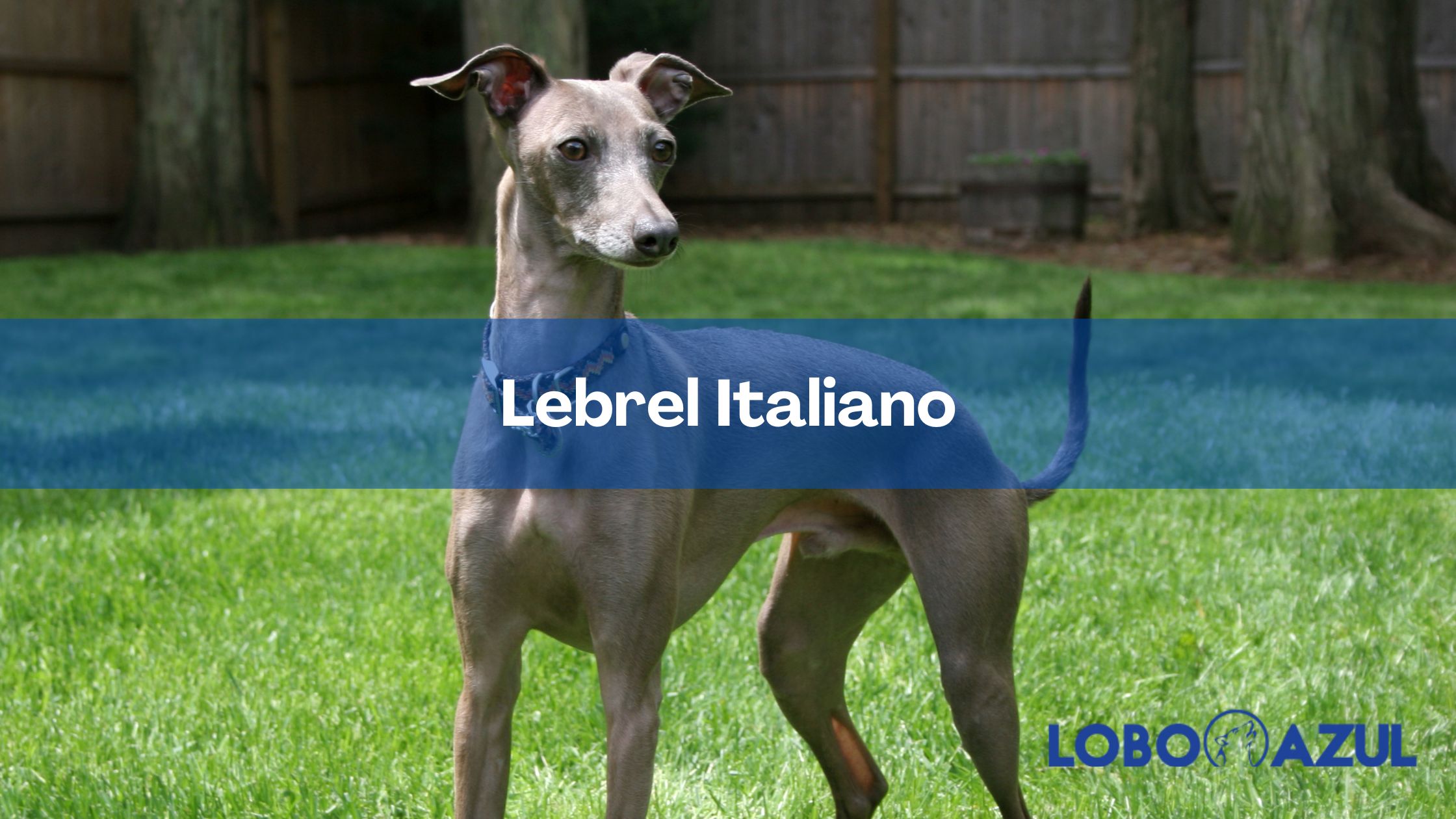 Lebrel italiano