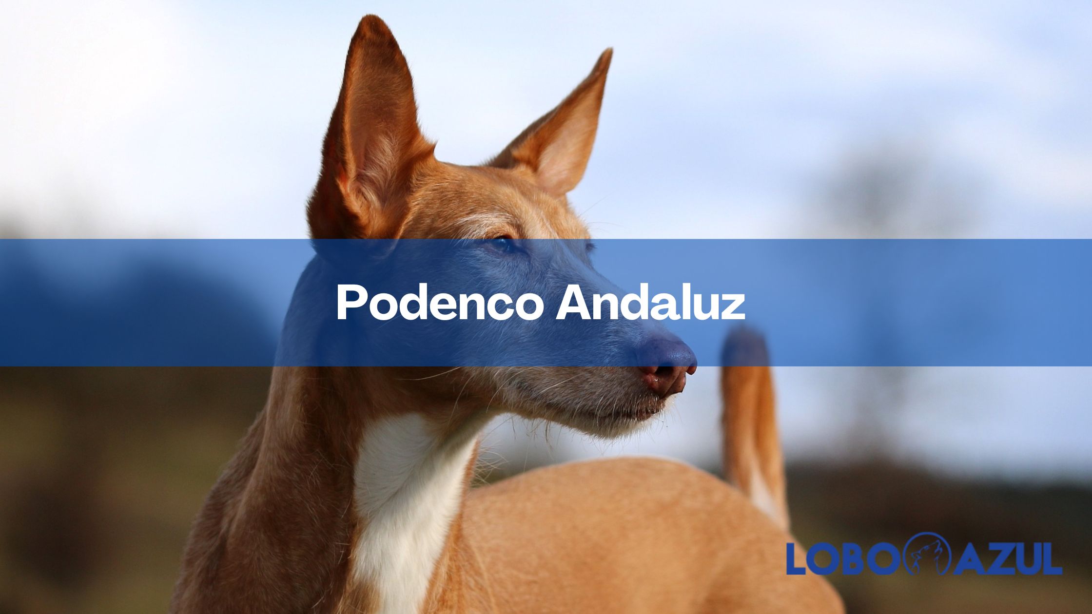 Podenco Andaluz