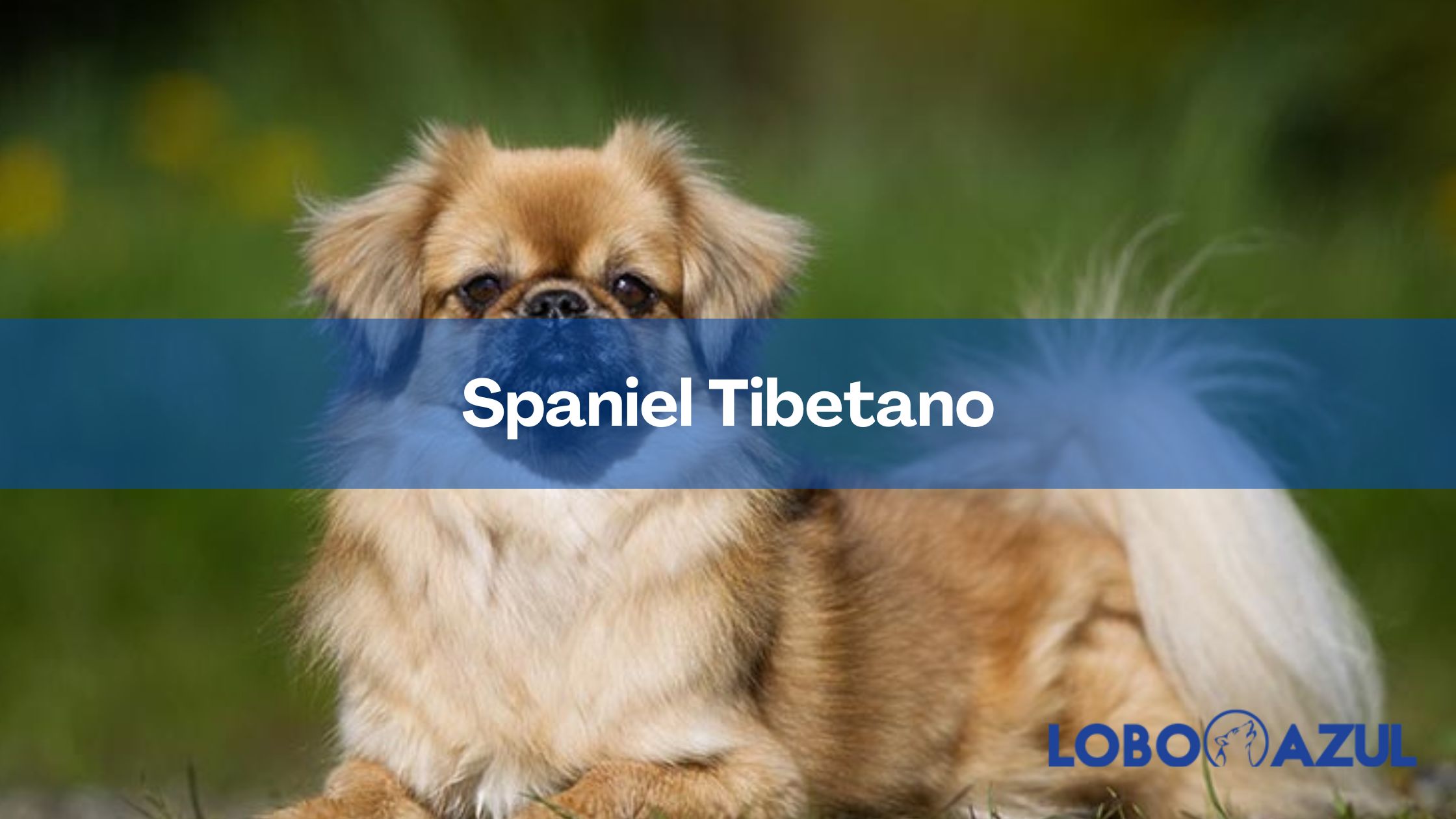 Spaniel Tibetano