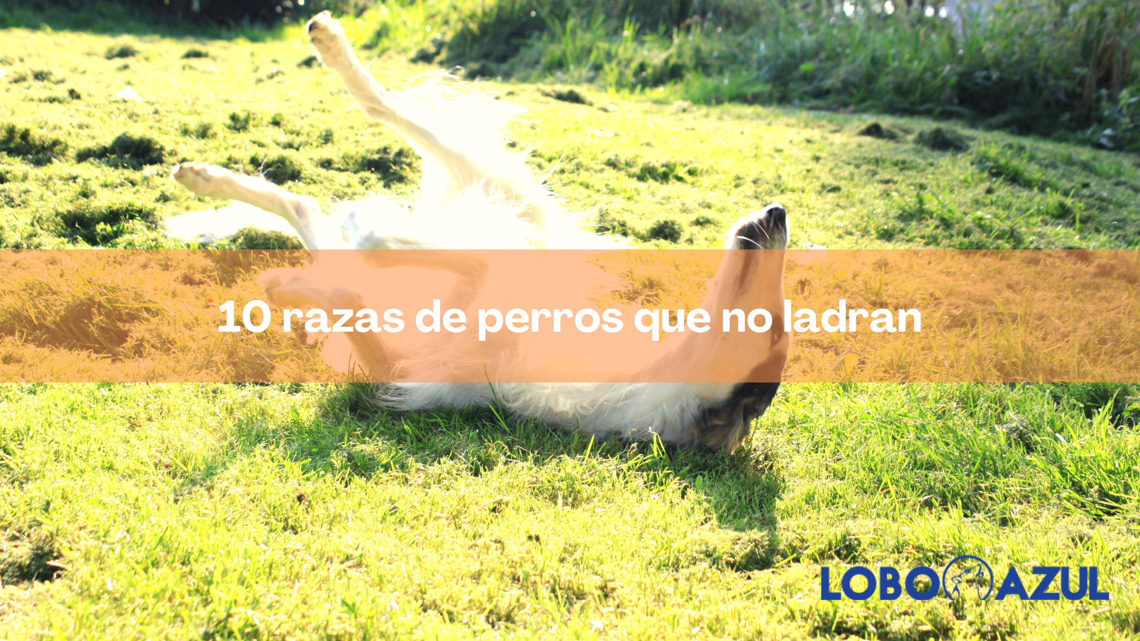 10 razas de perro que no ladran