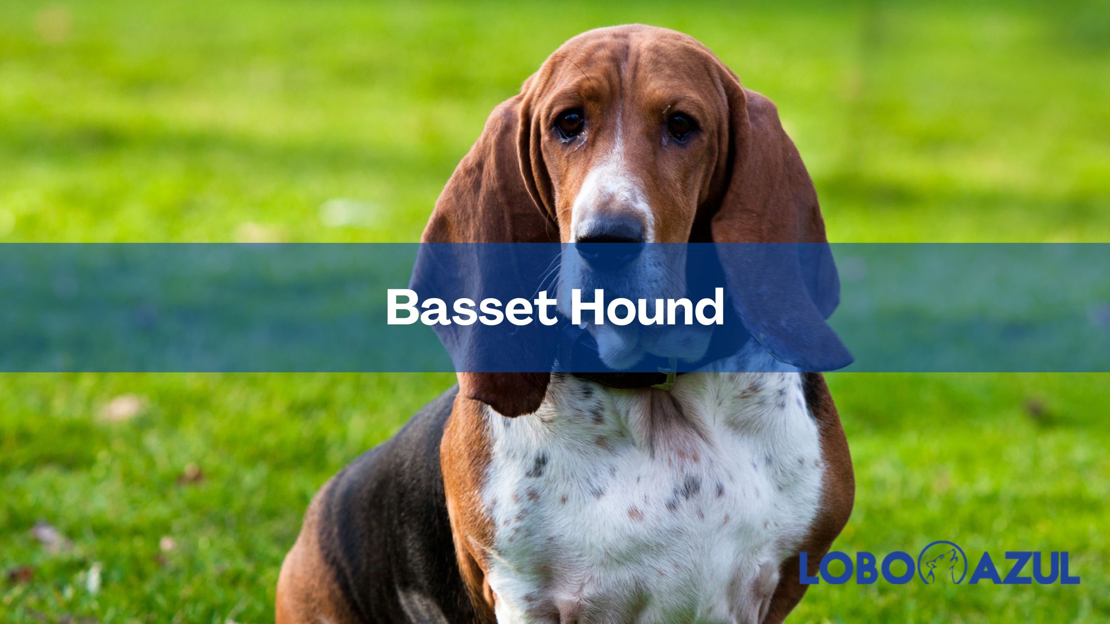 Basset hound