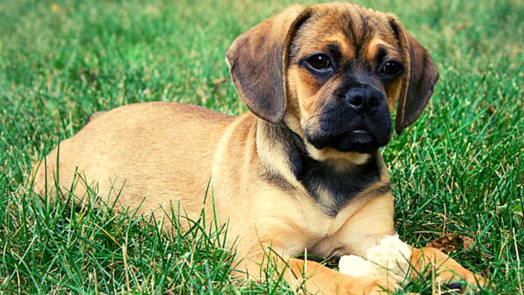 Carácter del Puggle