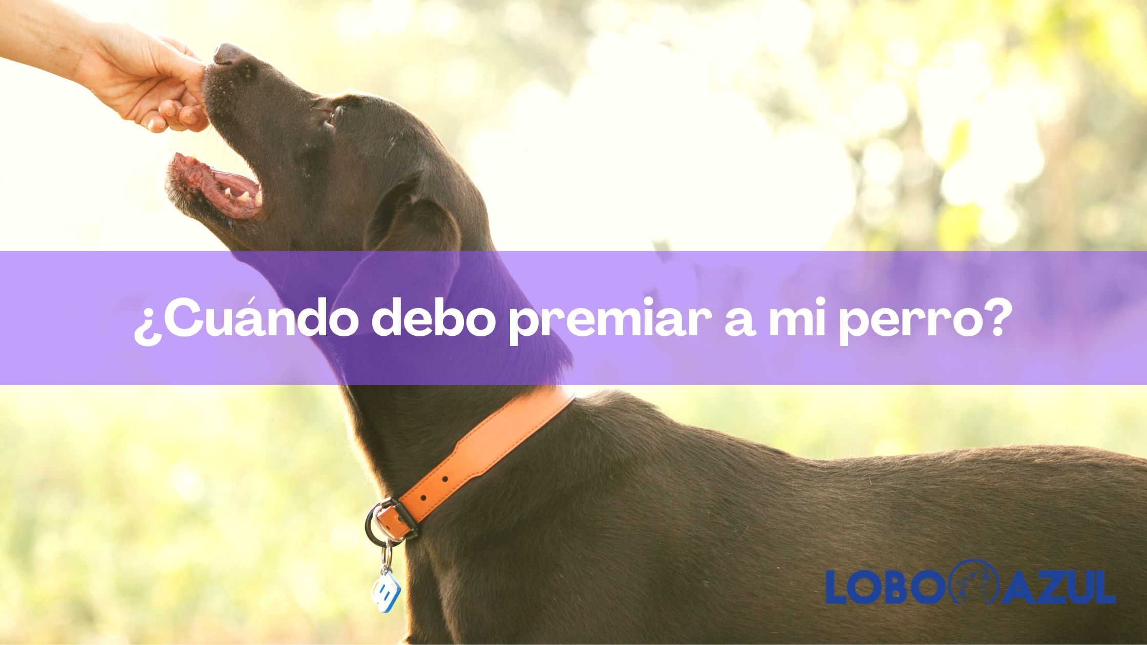 ¿Cuándo debo premiar a mi perro?