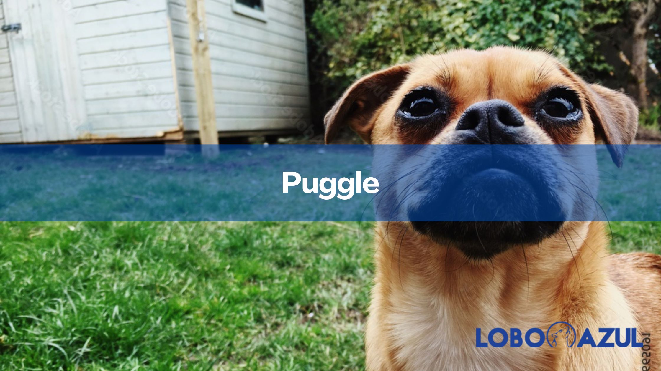 Puggle