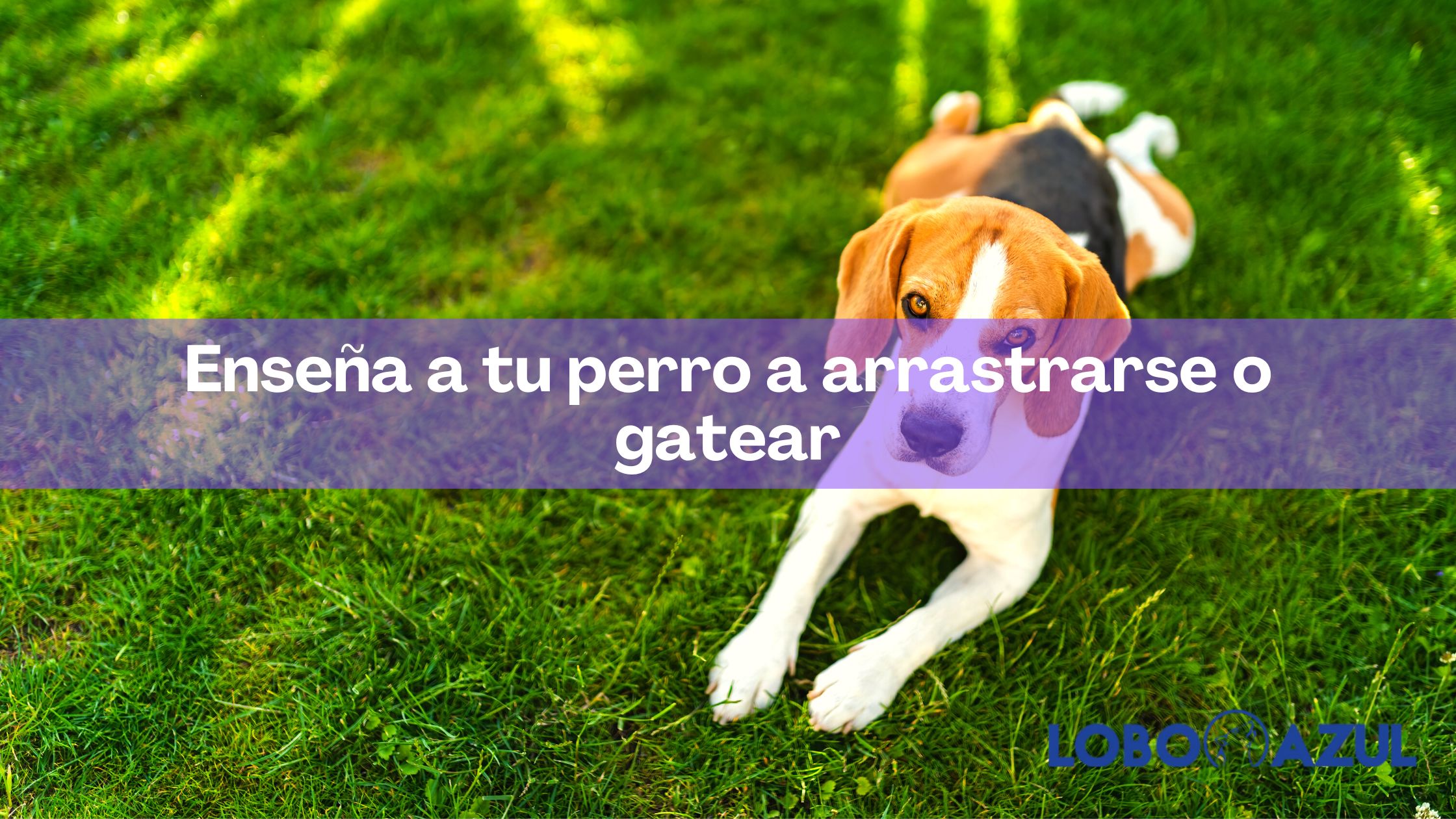 Enseña a tu perro a arrastrarse o gatear